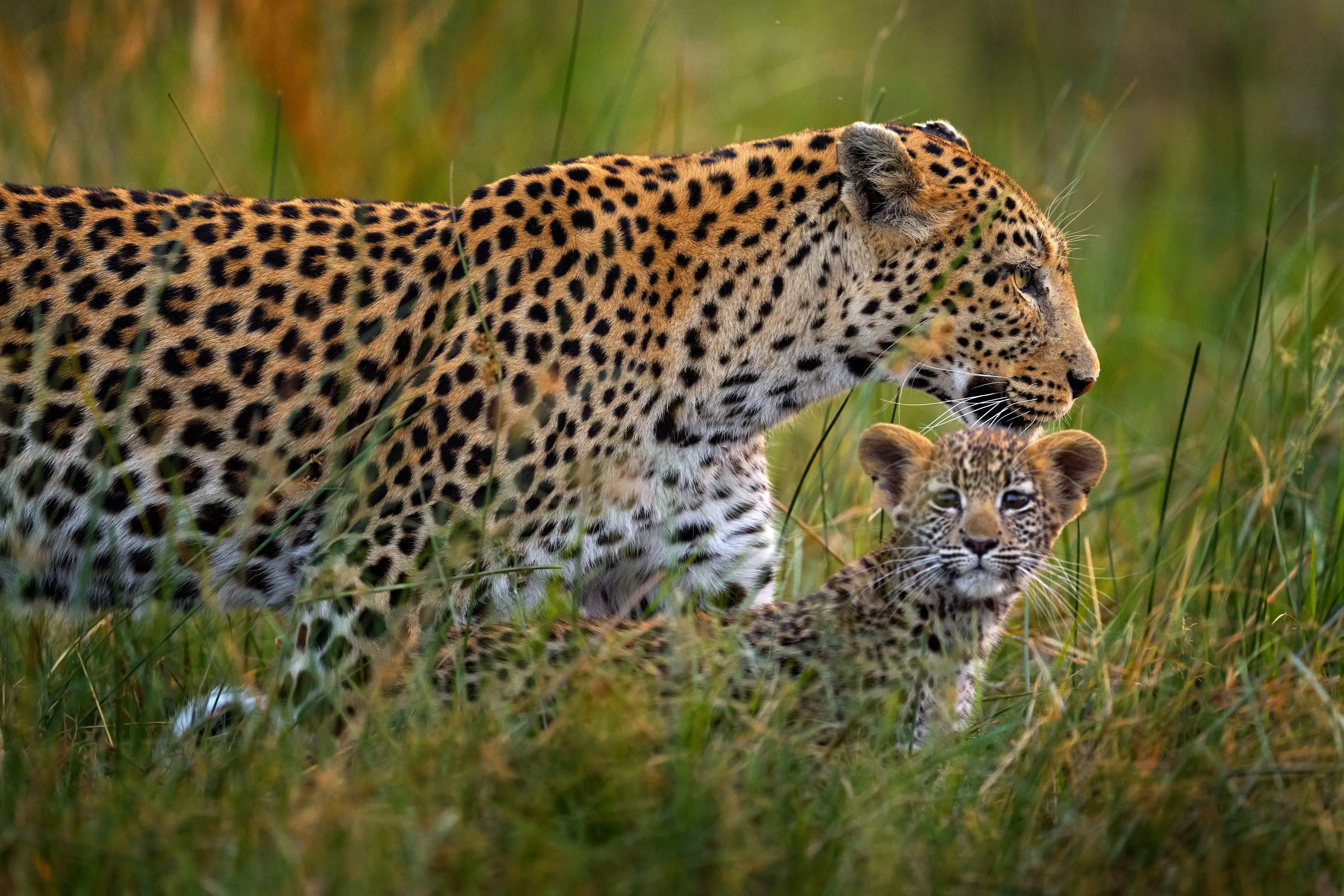 Leopard and cub