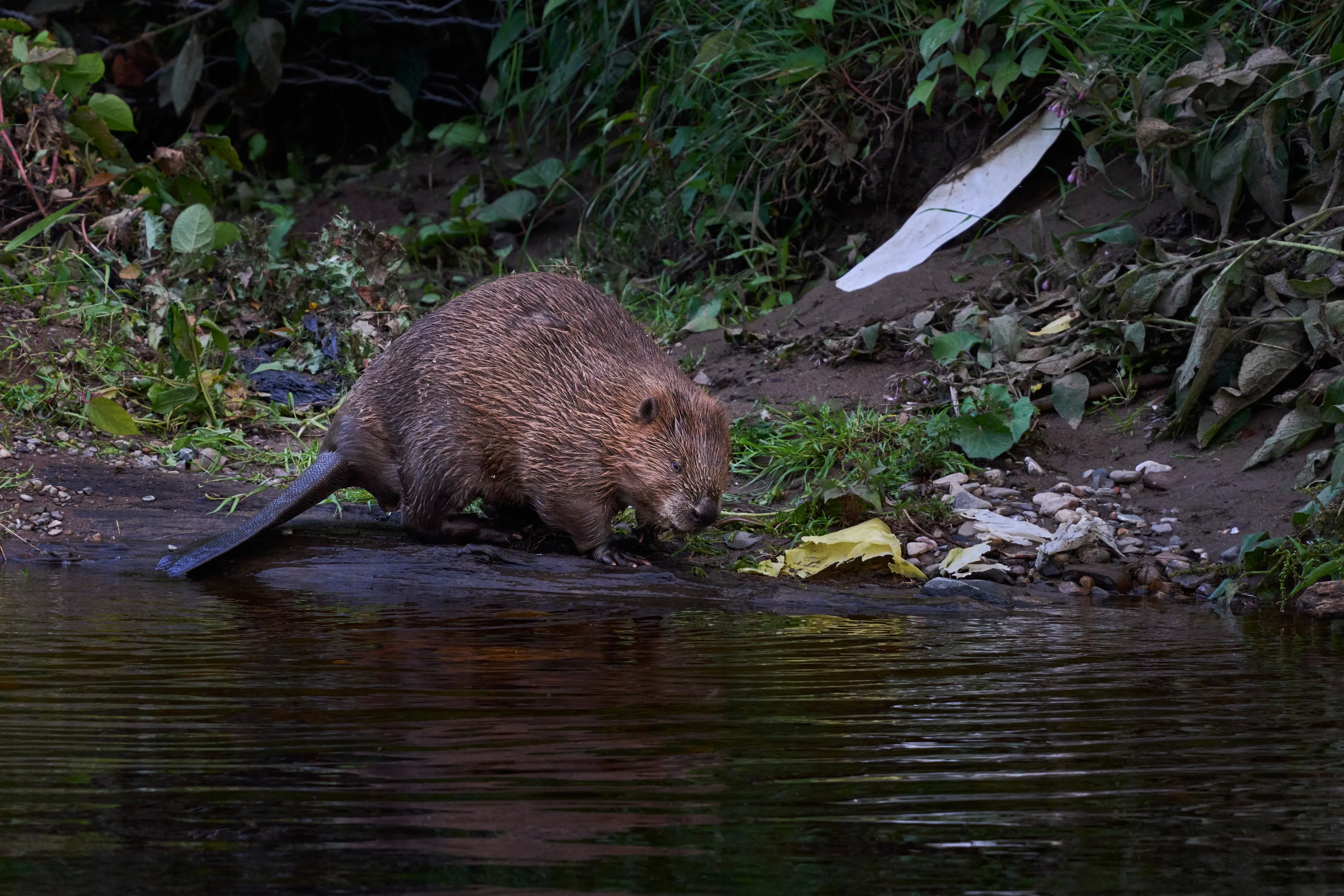 eurasian beaver