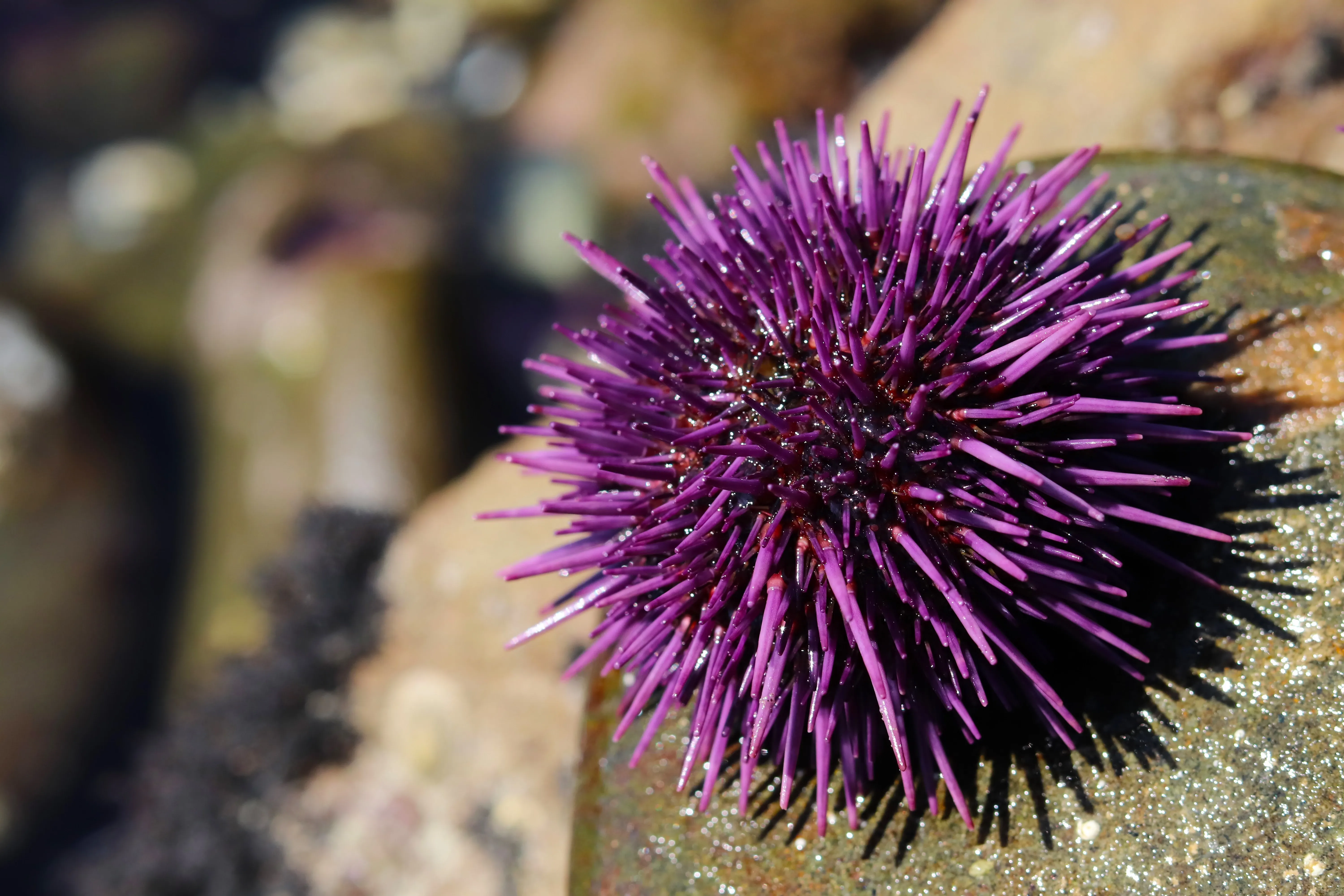 Sea urchin