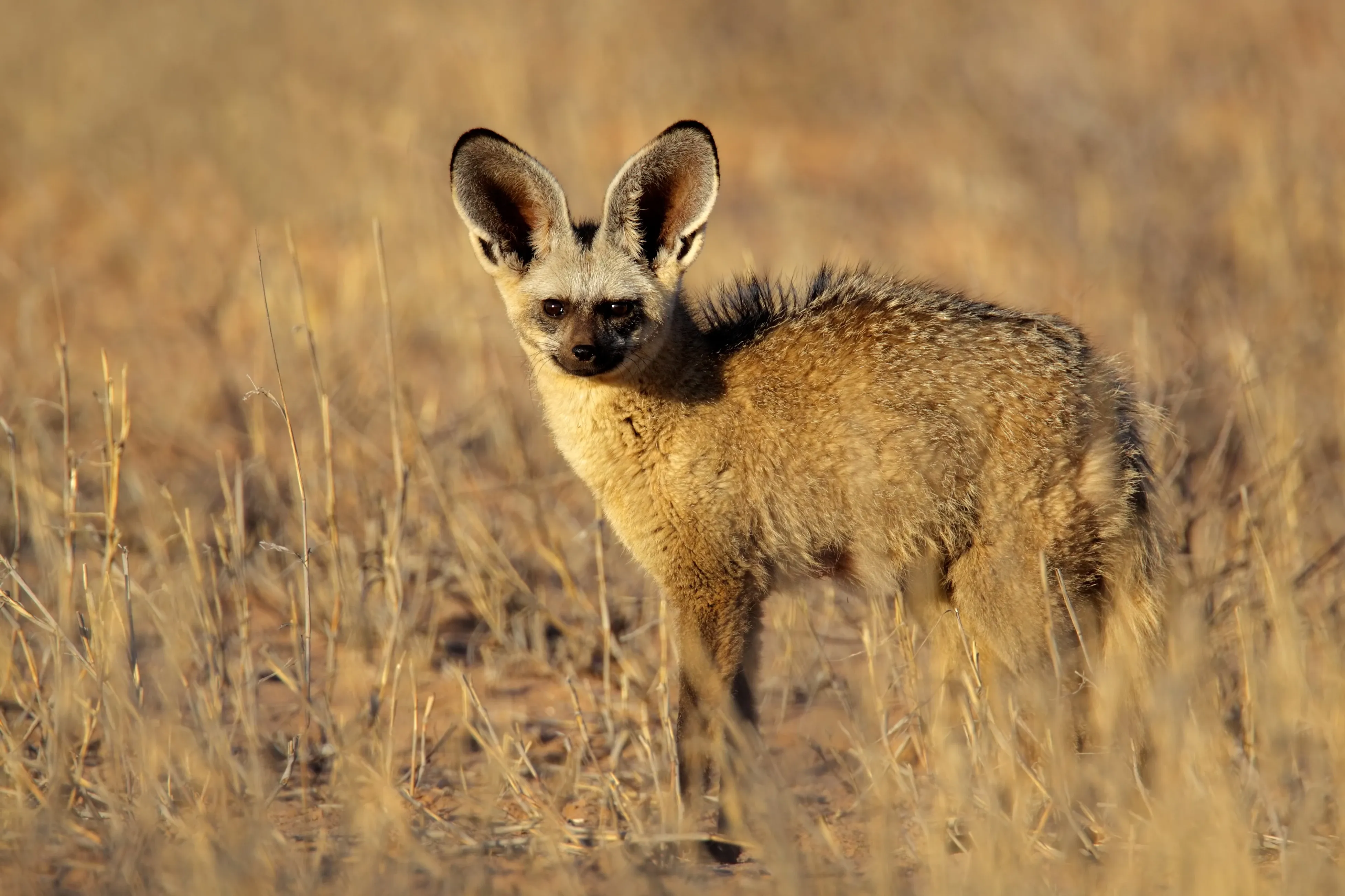 Bat eared fox