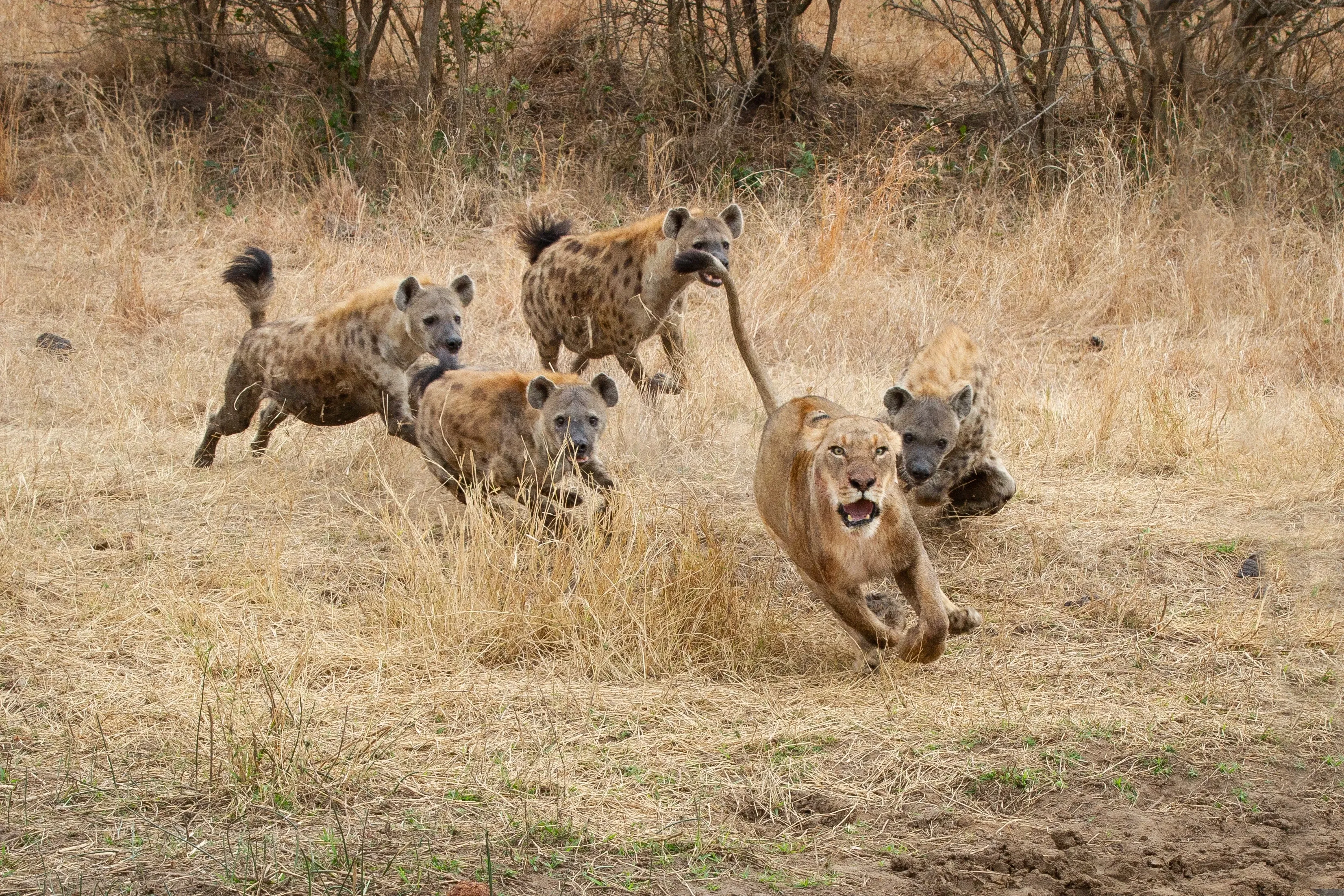 hyenas chasing lion