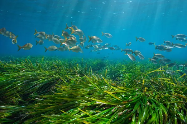 Fish by seagrass