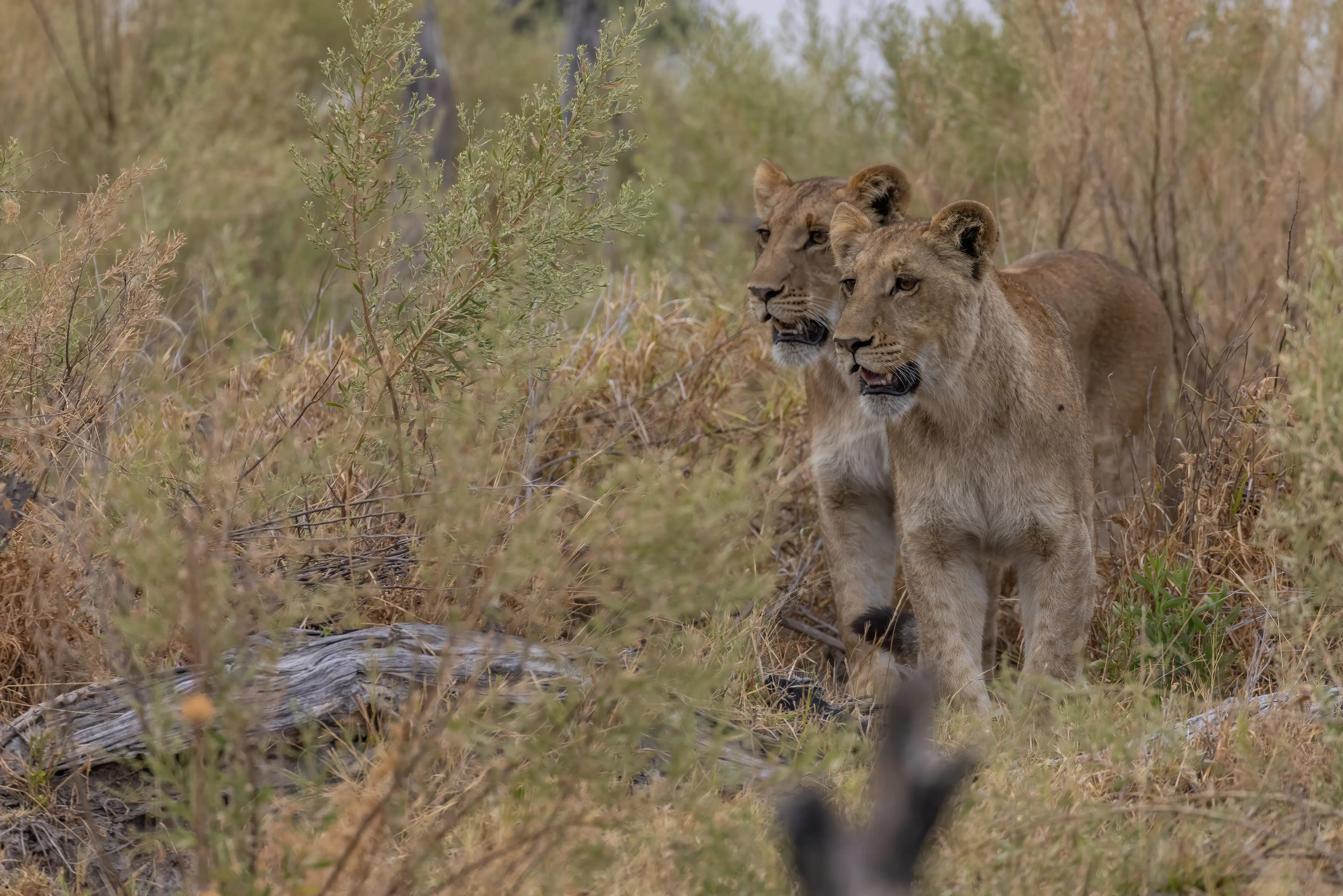 Private Wilderness Experience, Botswana