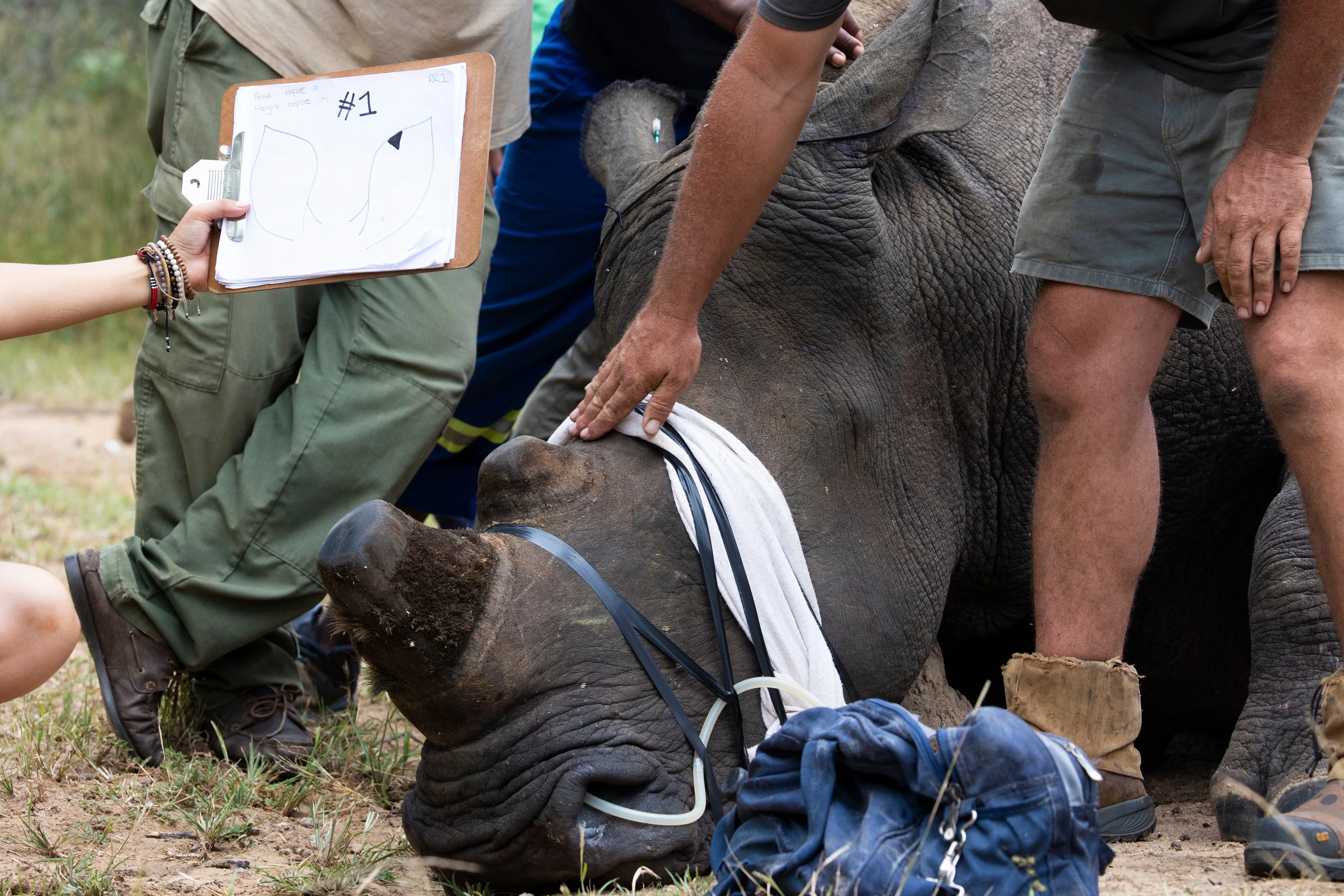 Rhino being cared for