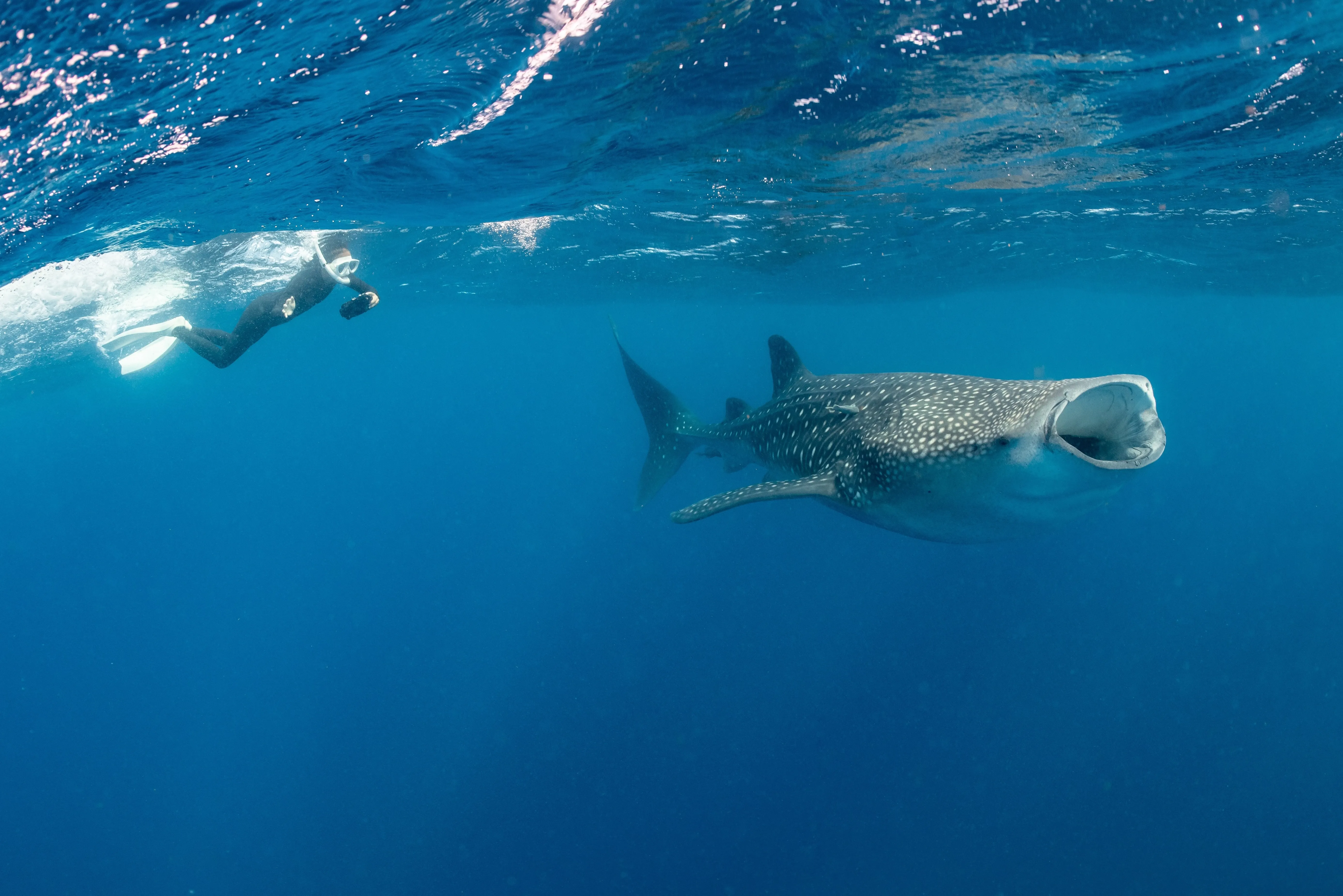 diver by whale shark