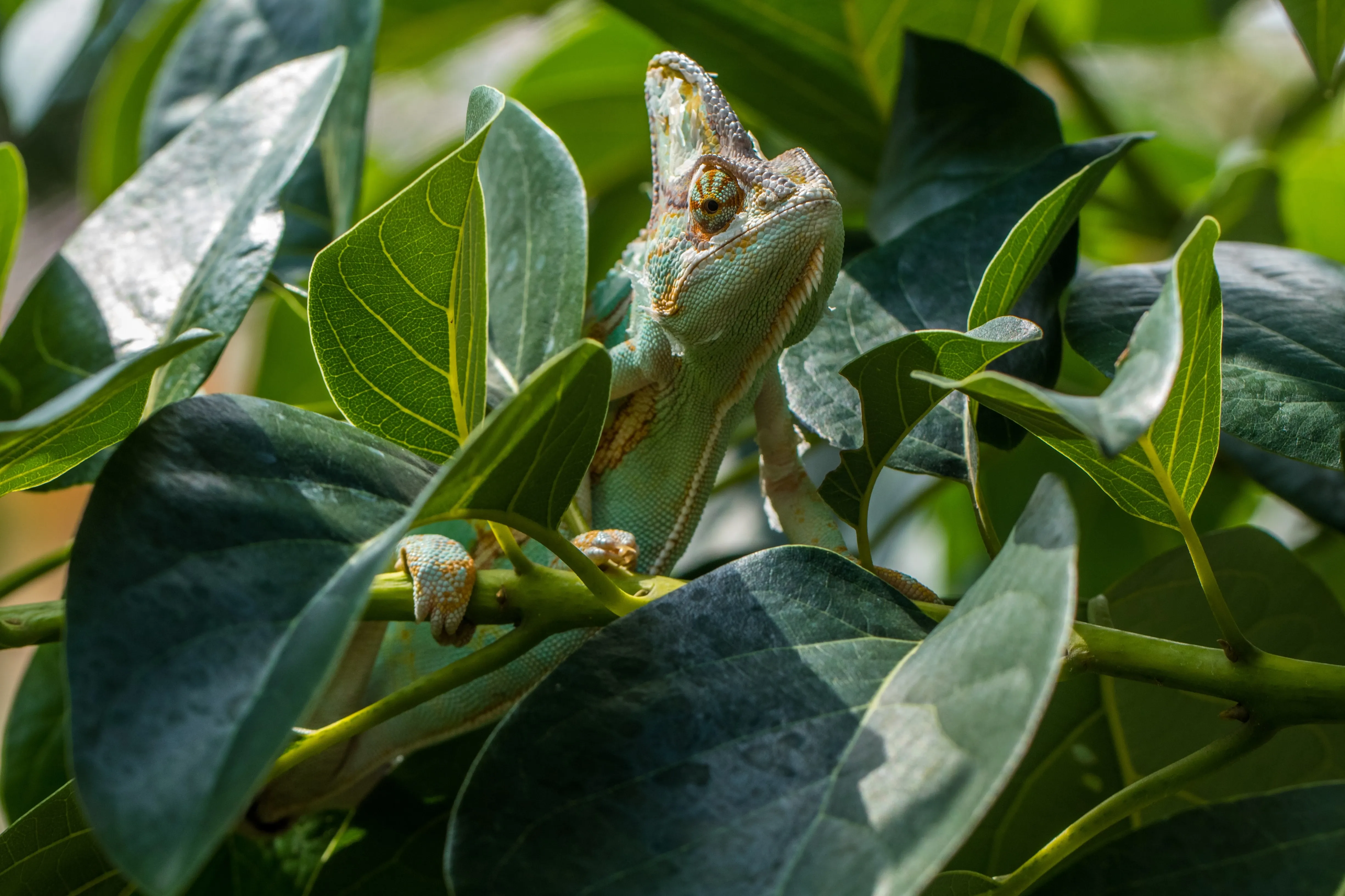 Chameleon