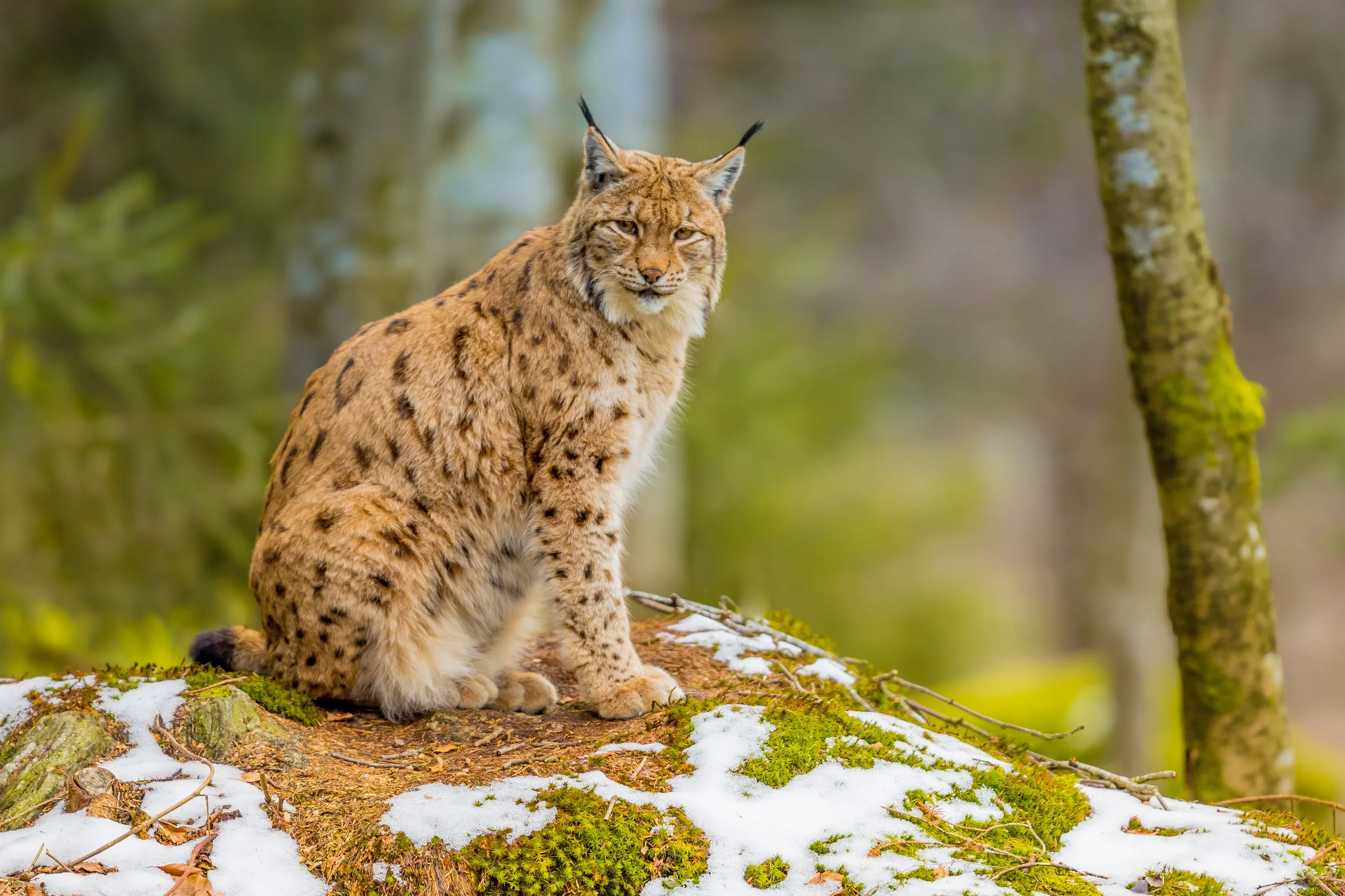 Lynx in forest