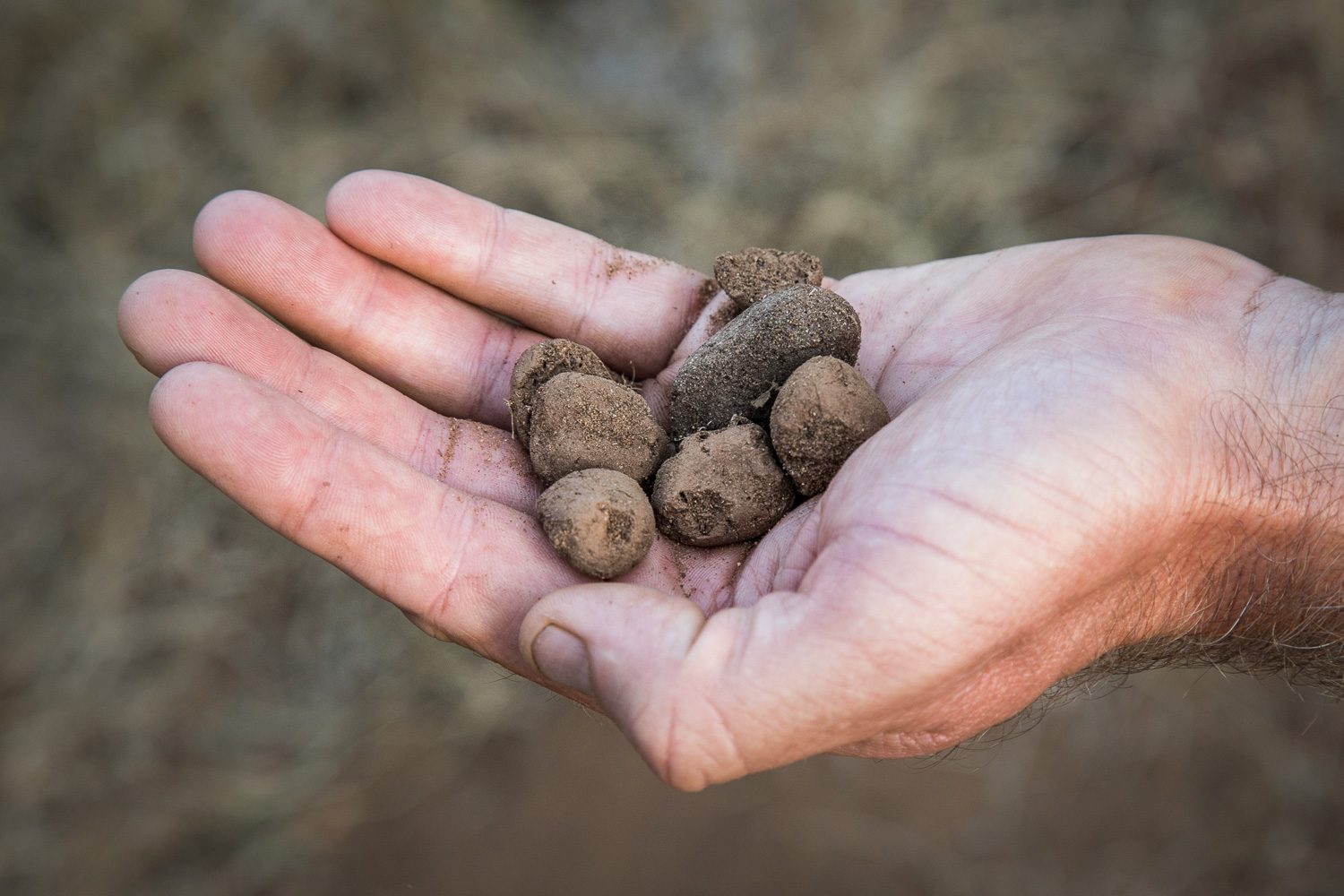 Hand hält Tierspuren