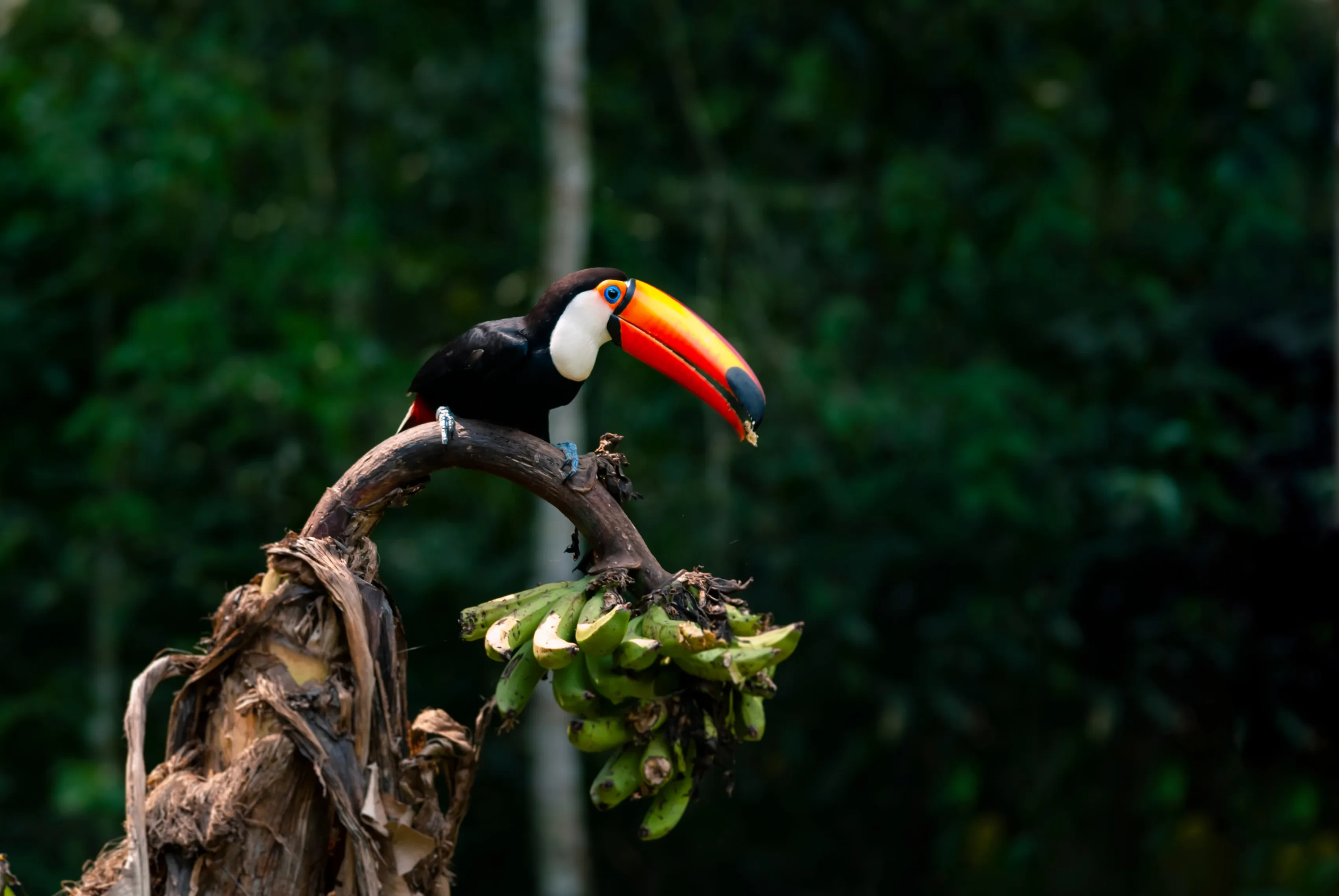 Toucan