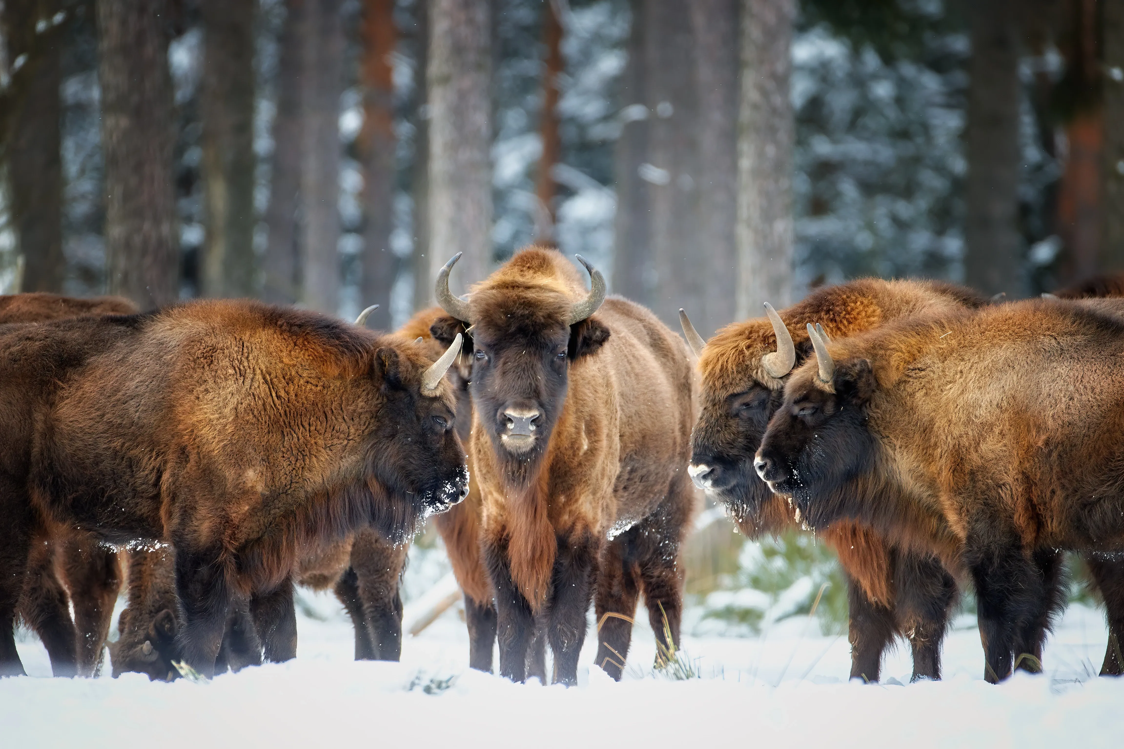 european bison