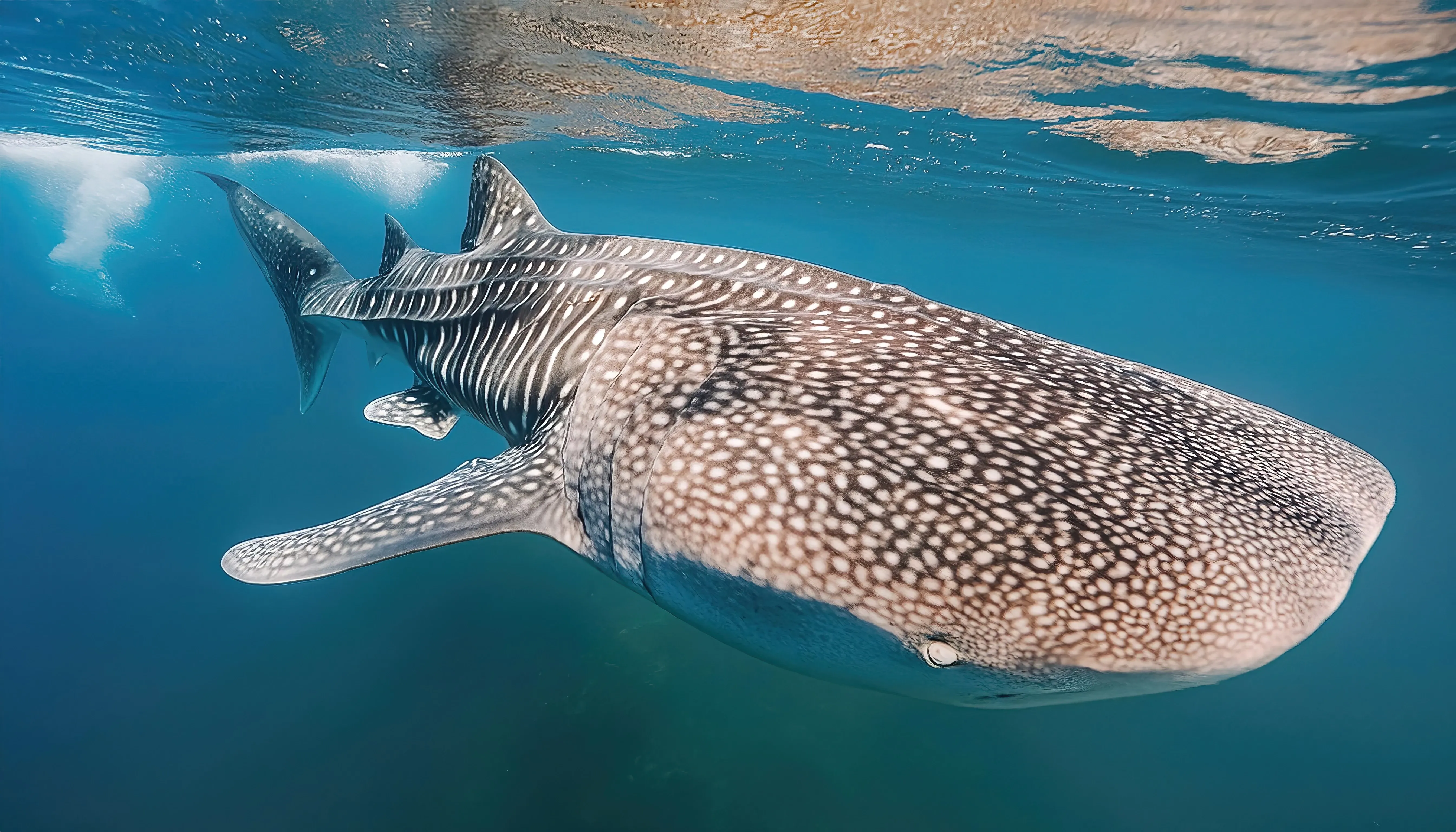whale shark side profile