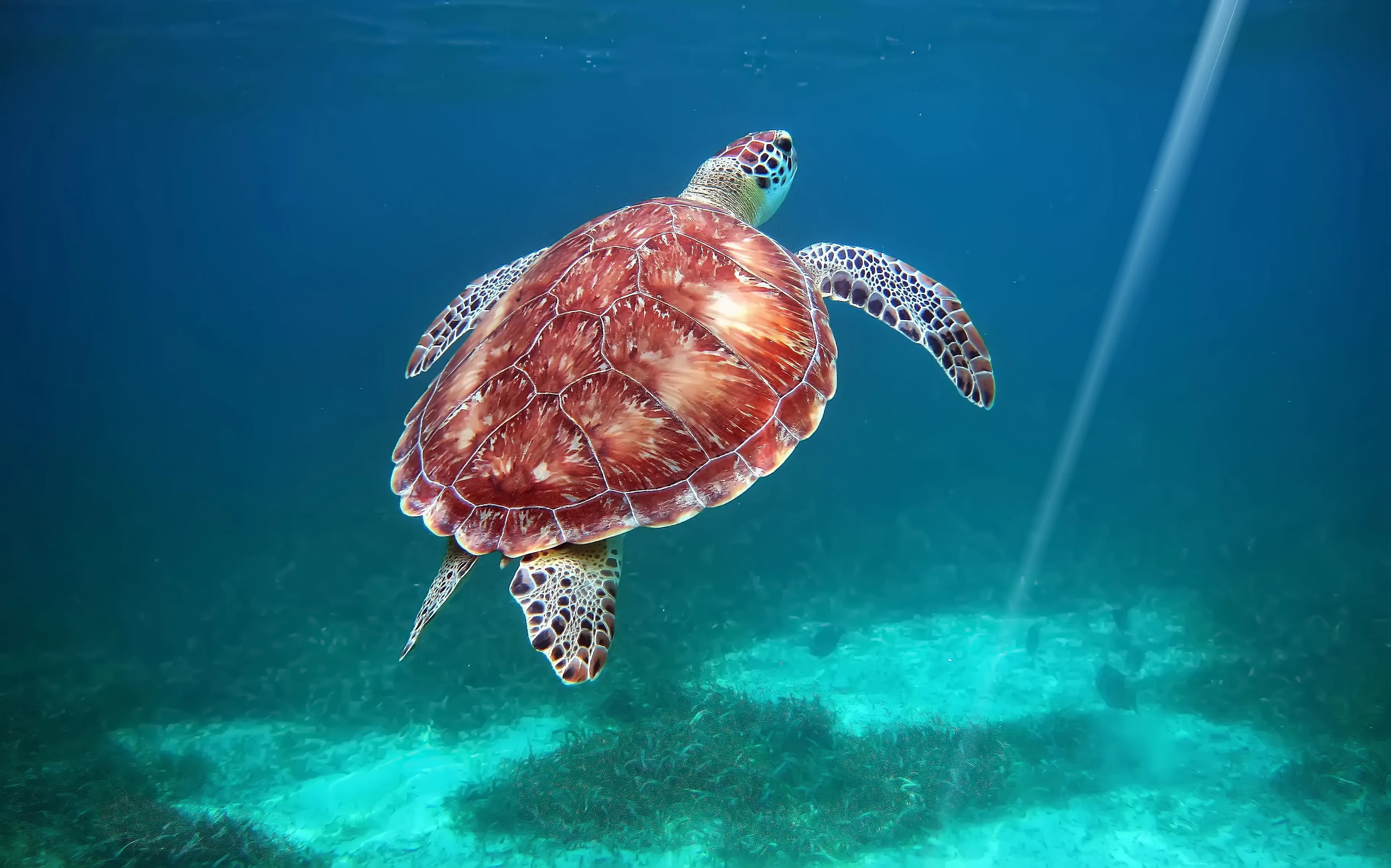 Schildkrötenschwimmen