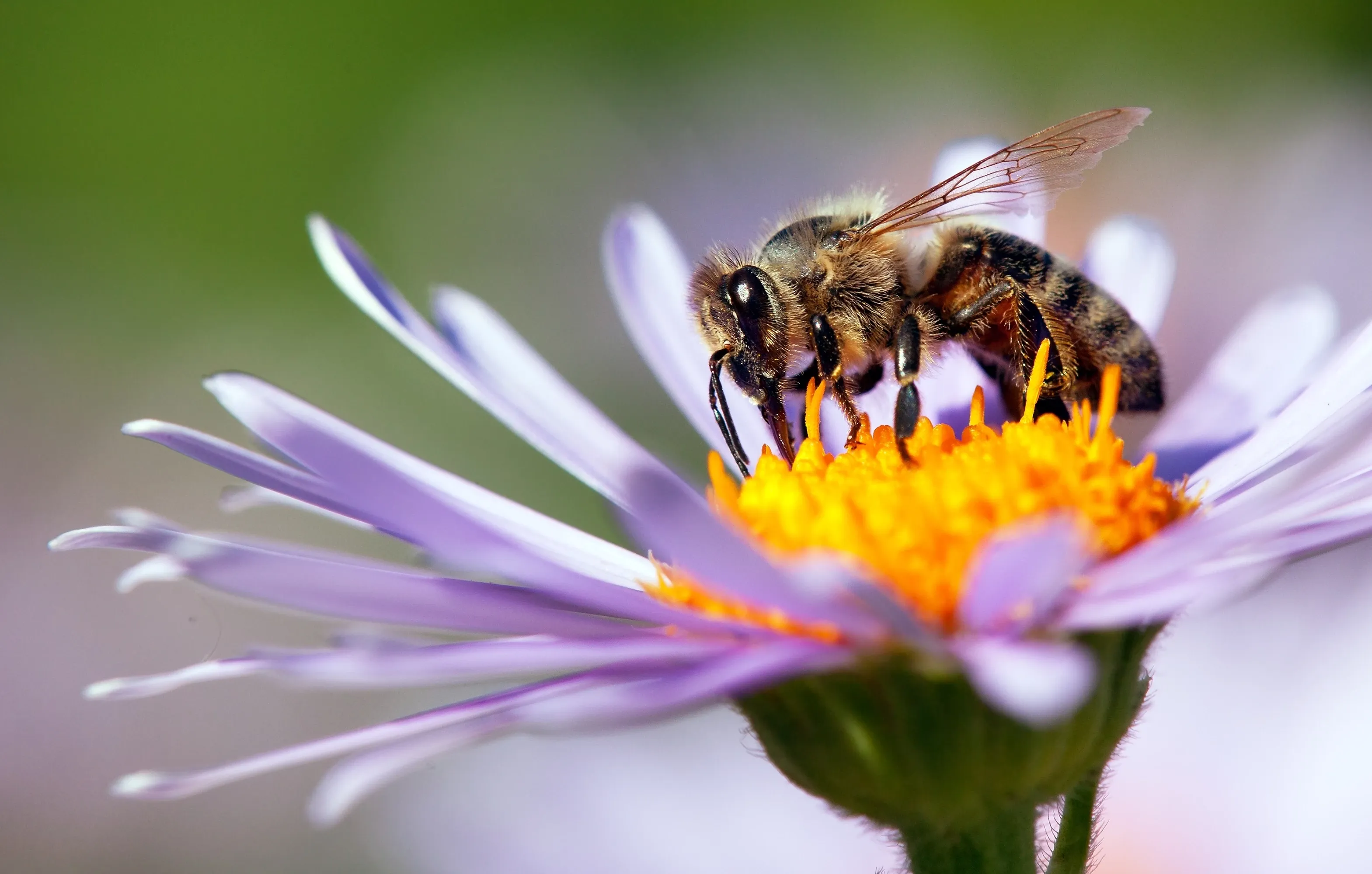 Bee sits on a yellow-lilac flower