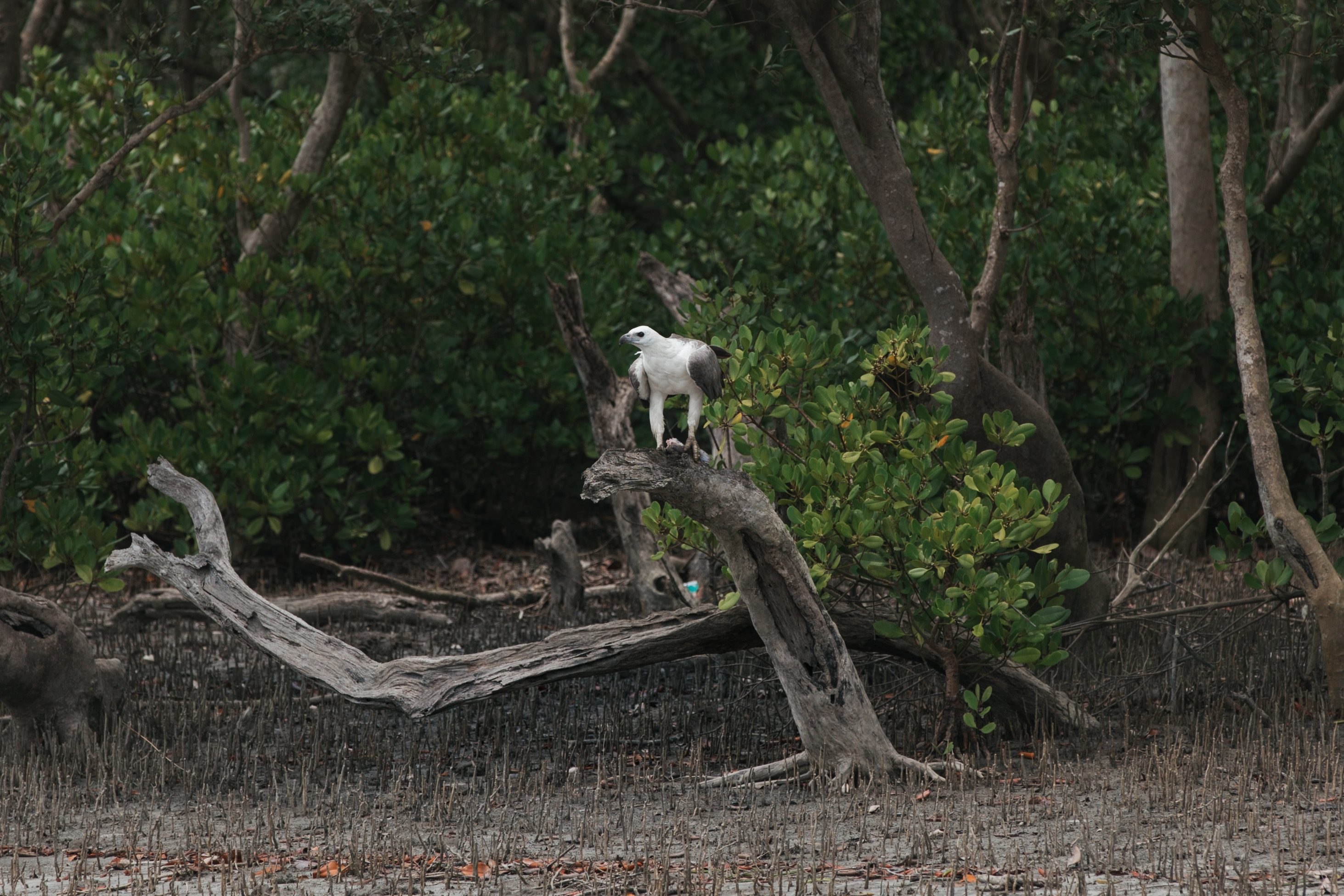 Perched bird
