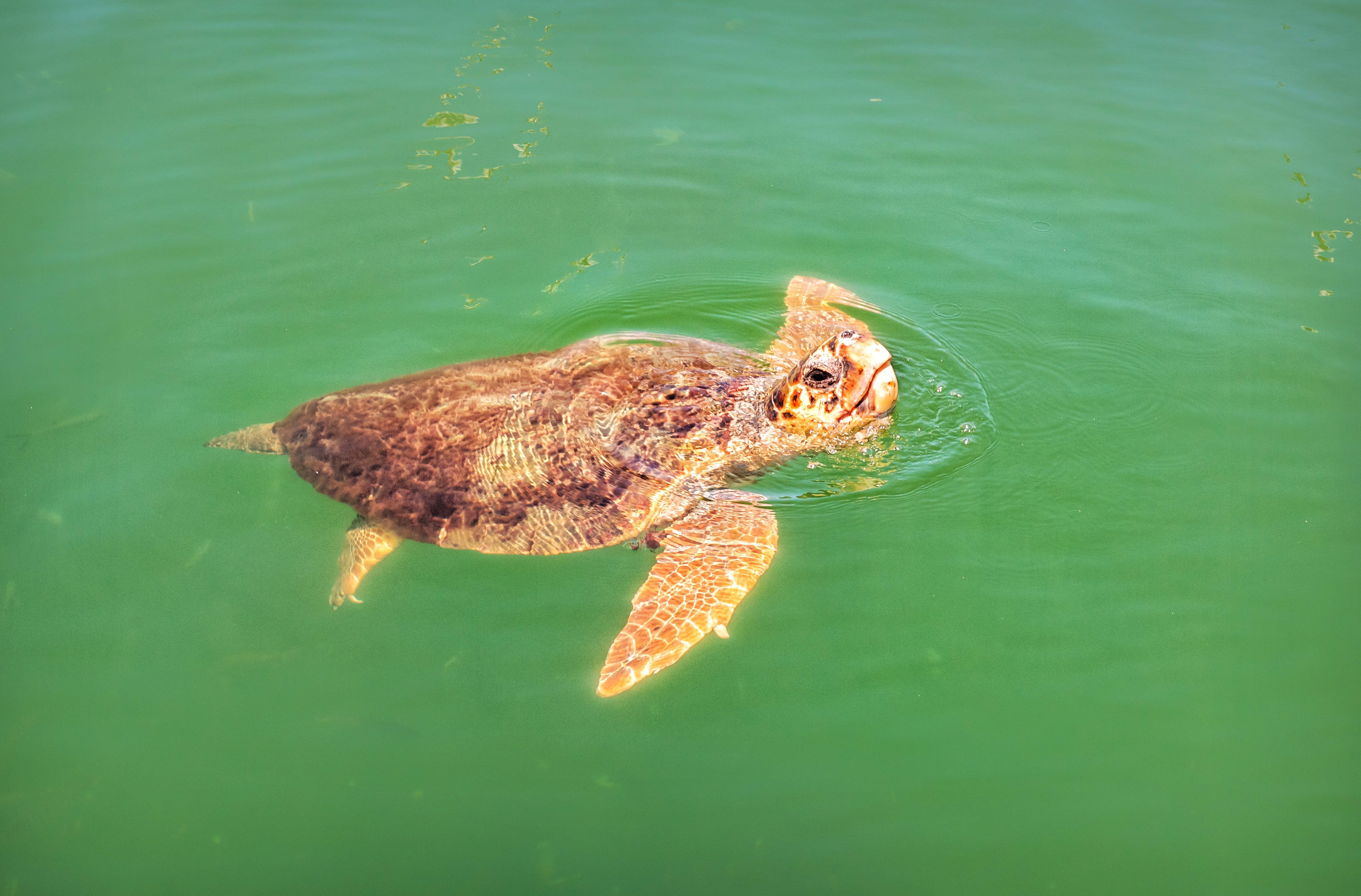 Sea turtle coming up for air
