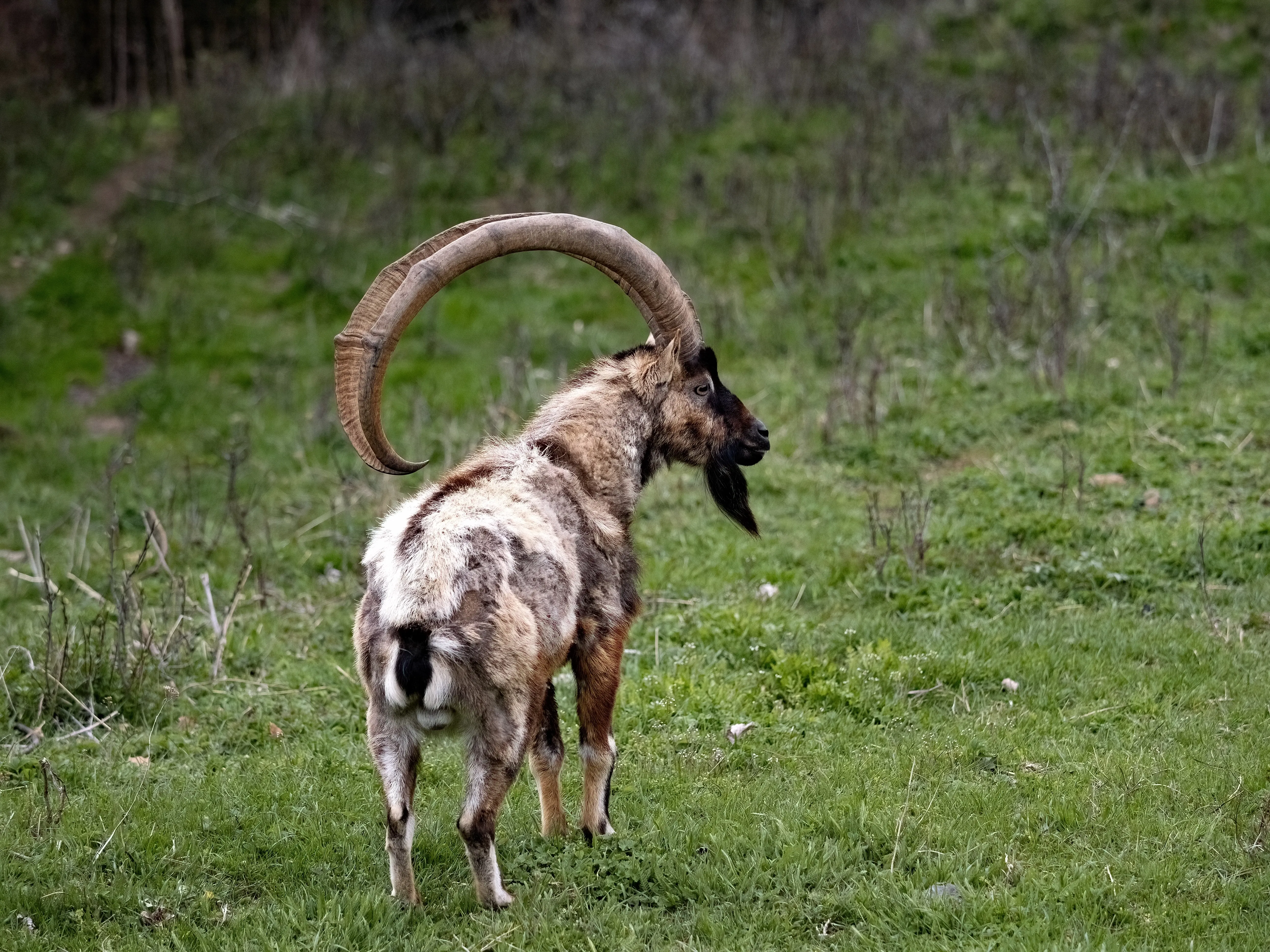 Cretan ibex