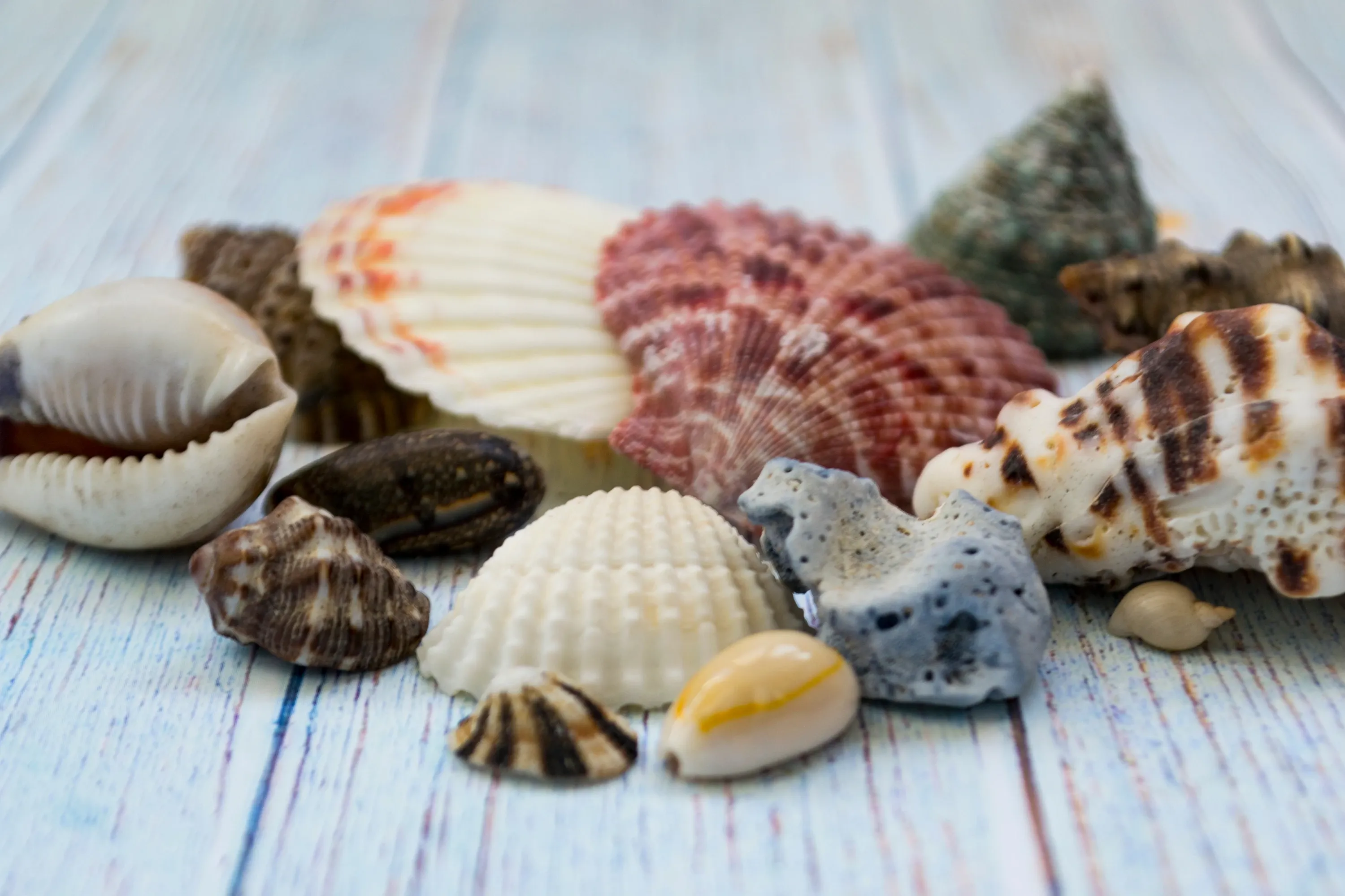 shell collection