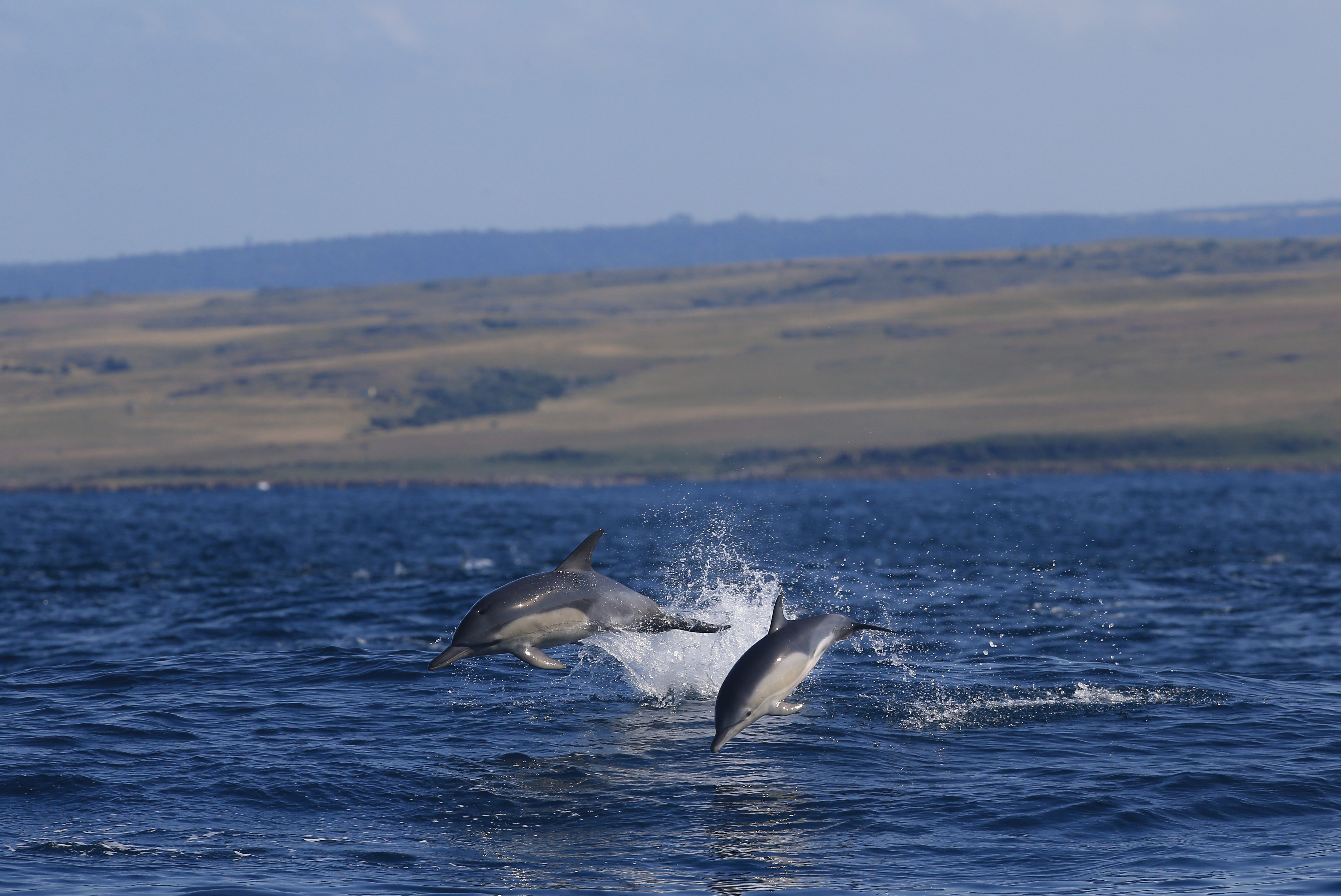 Gwegwe lodge dolphin sighting