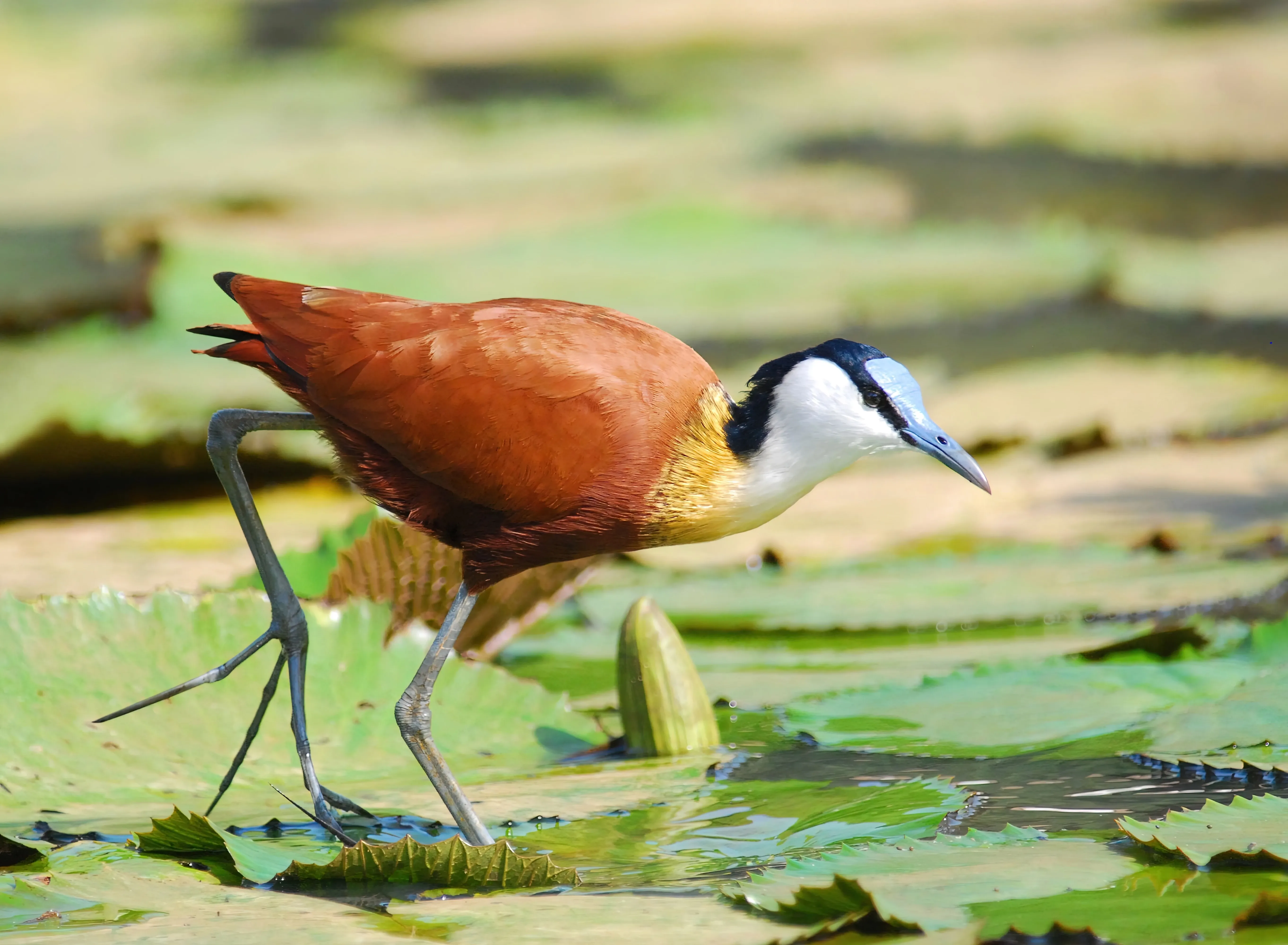 African jacana