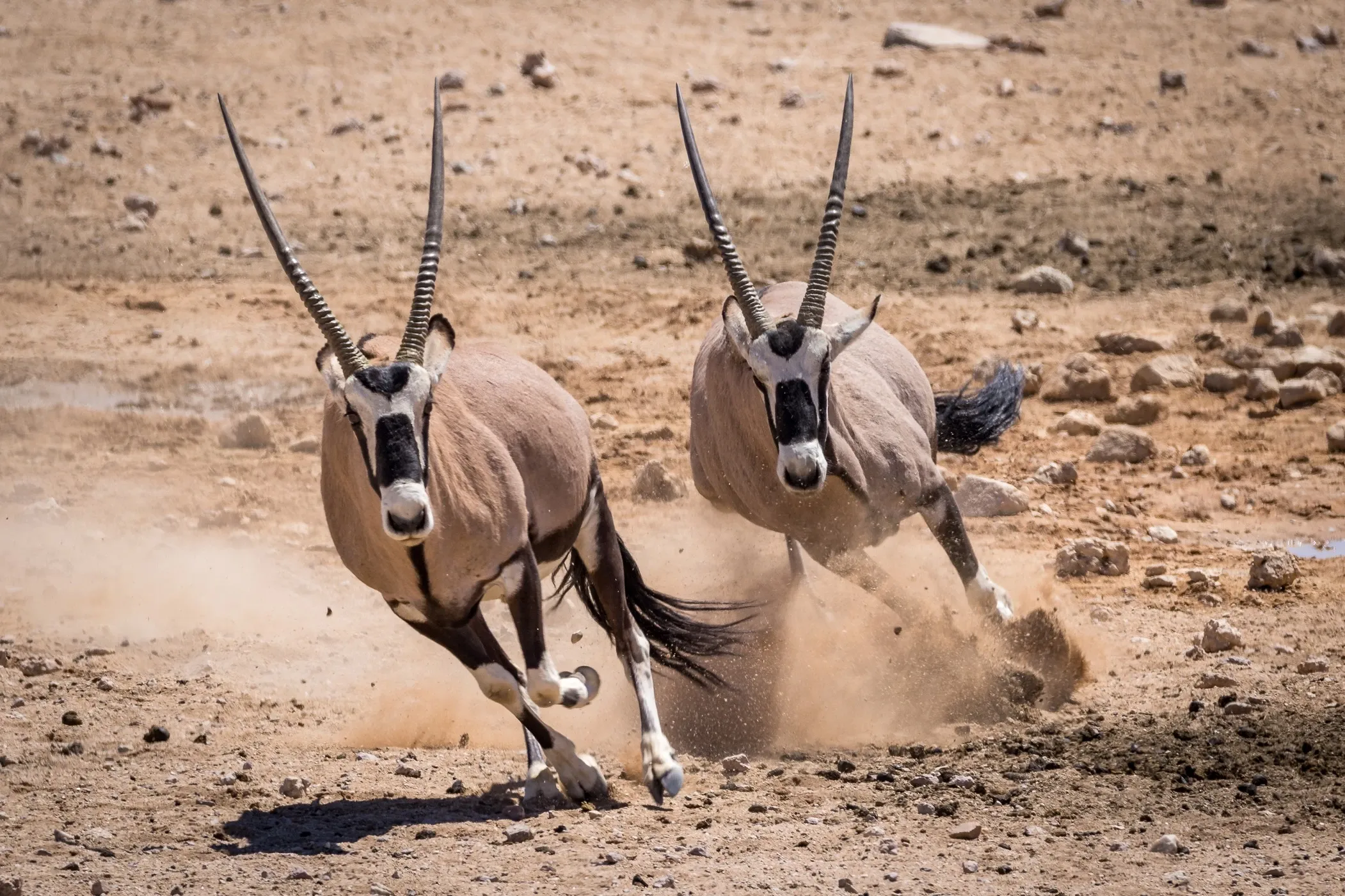 Oryx fighting in Namibia