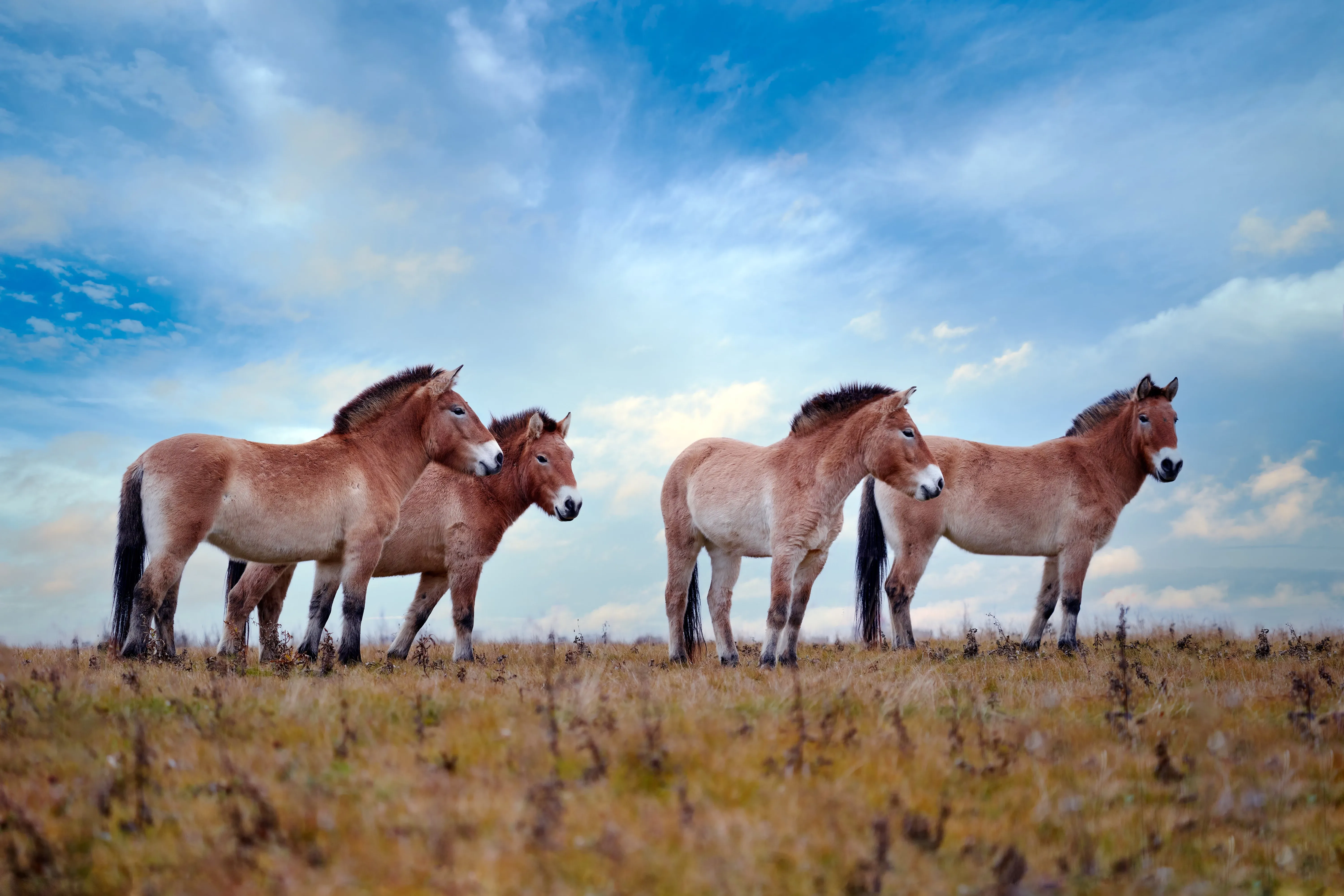 Vier Wildpferde in der Steppe in der Mongolei vor blauem Himmel