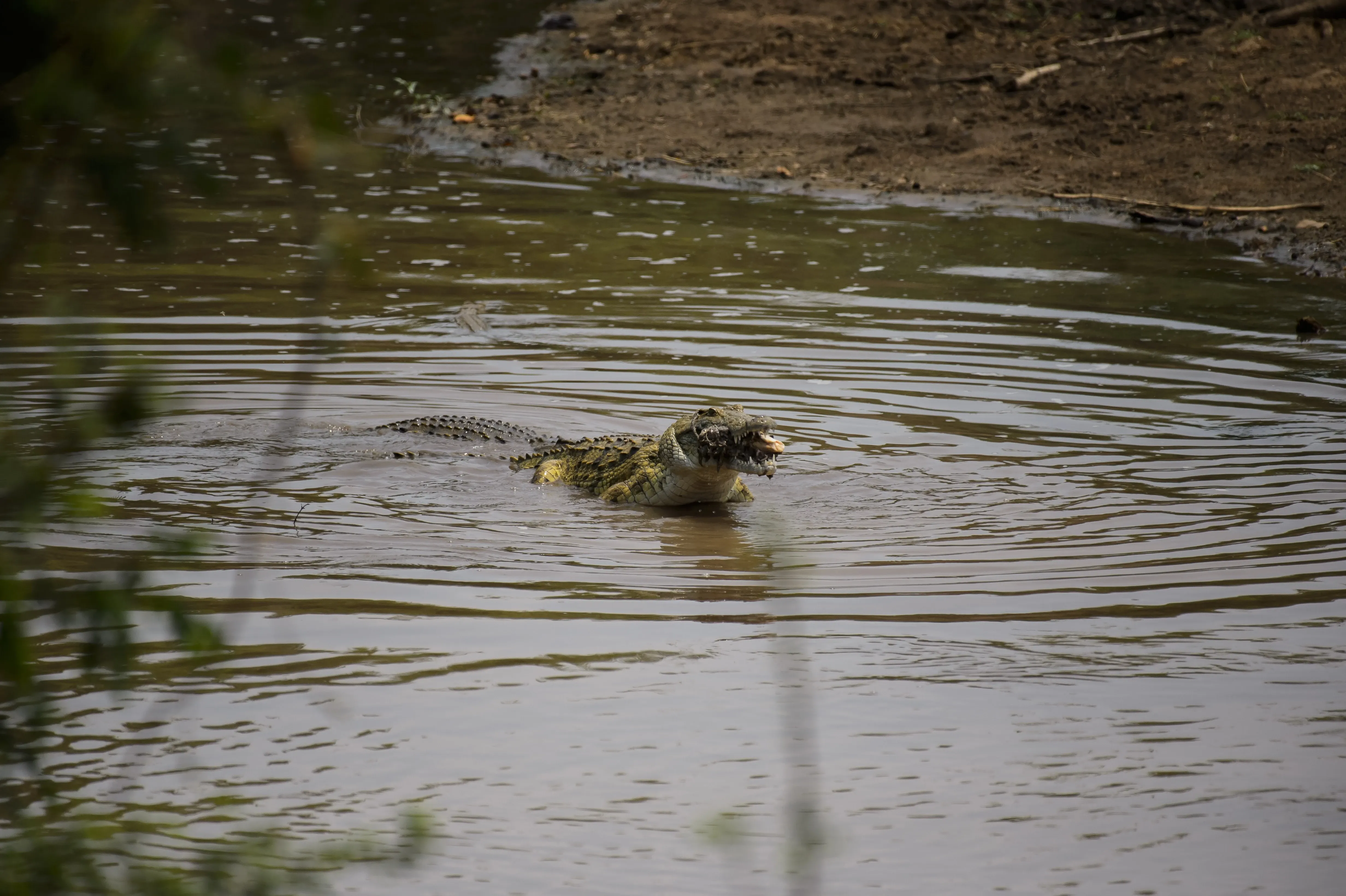 crocodile