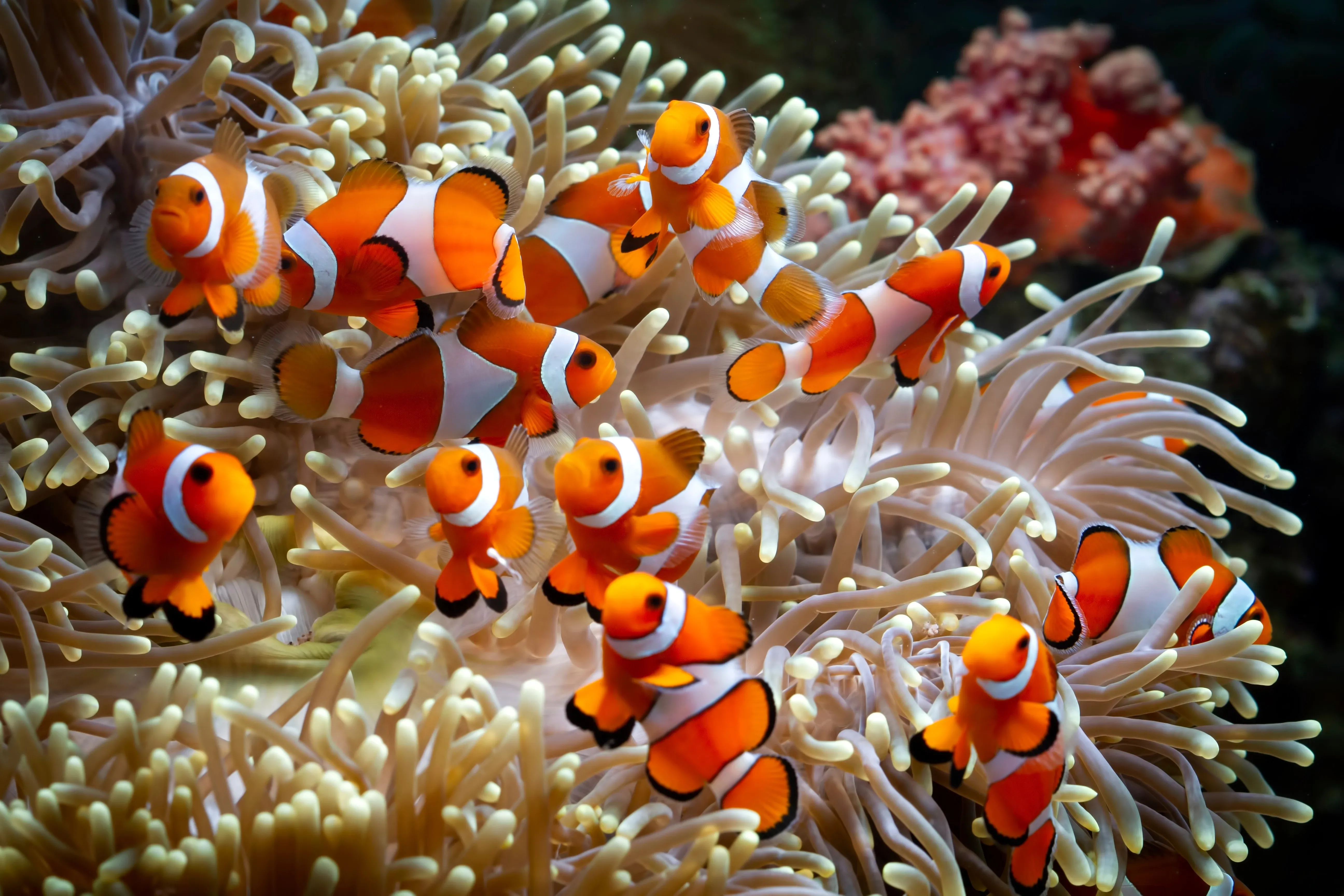 clown fish