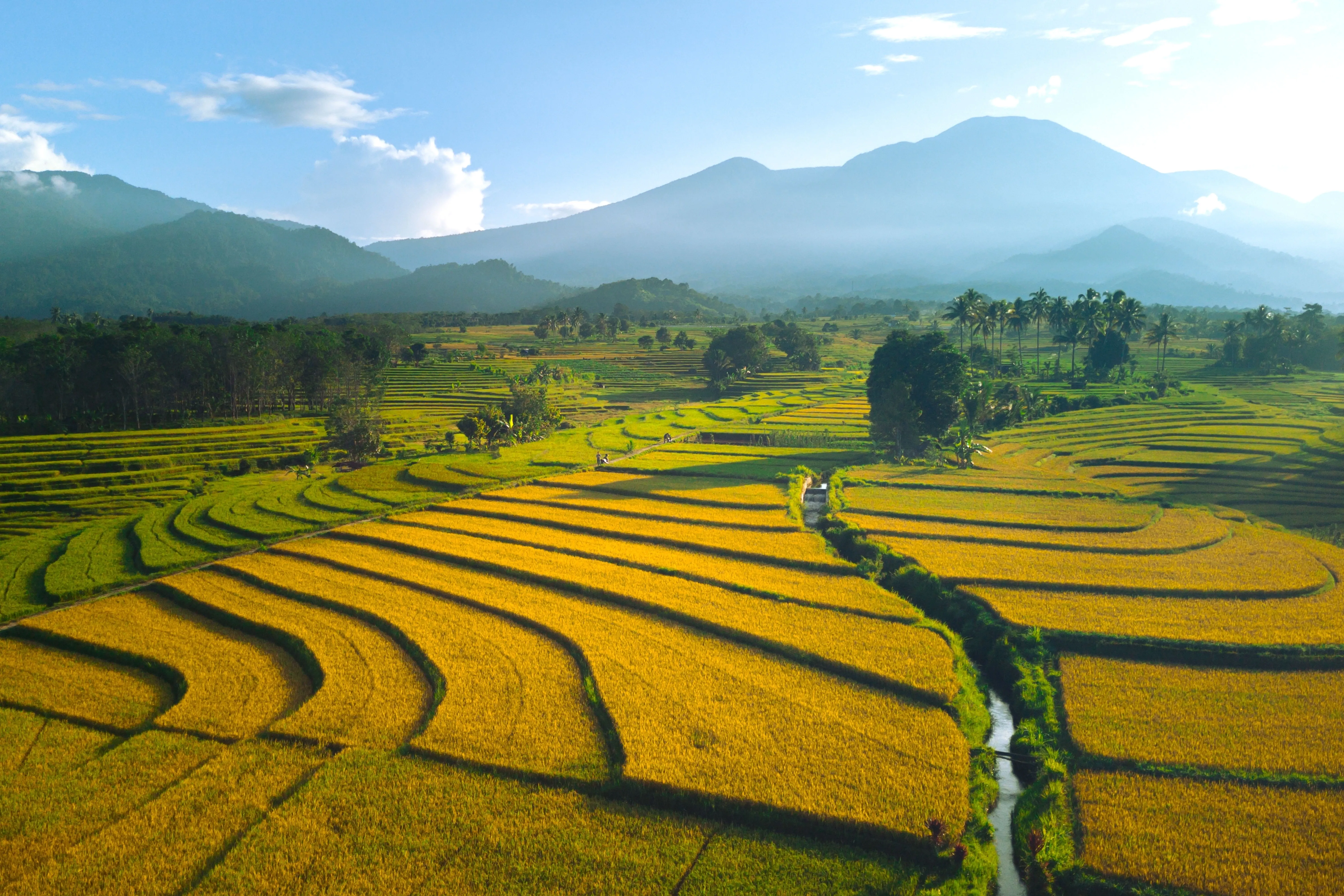 Rice fields
