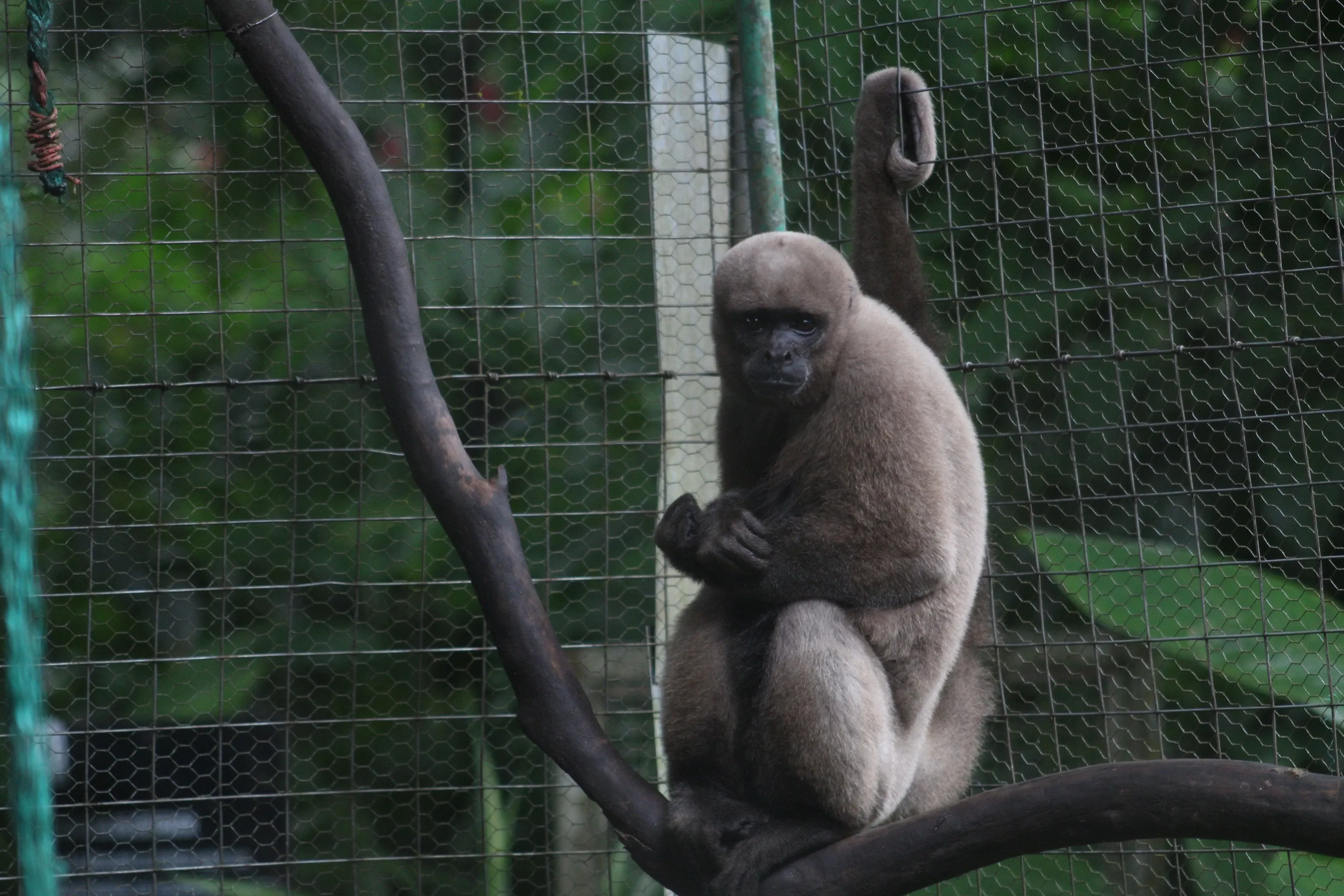 Volunteering with primates