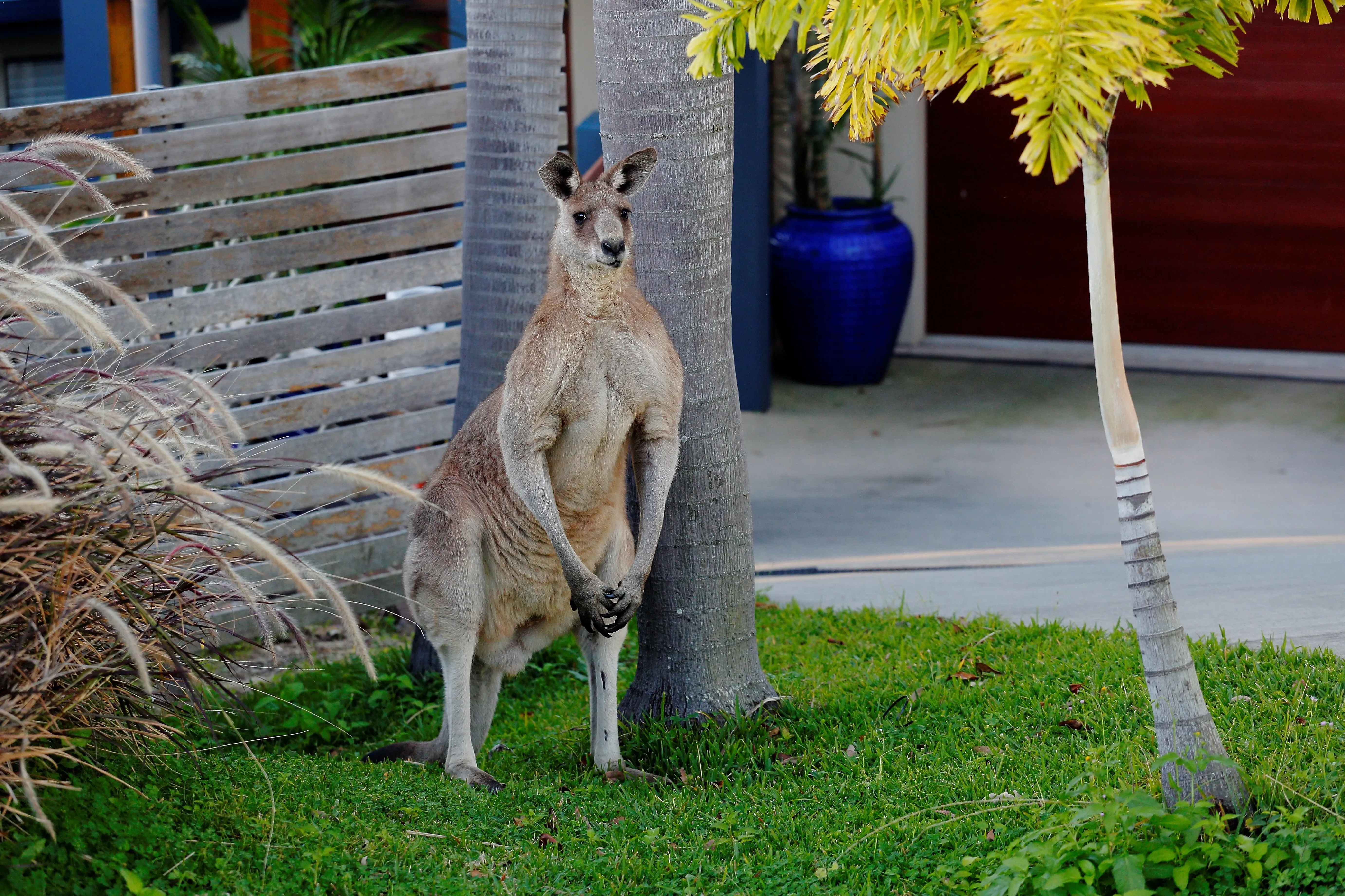 kangaroo in garden