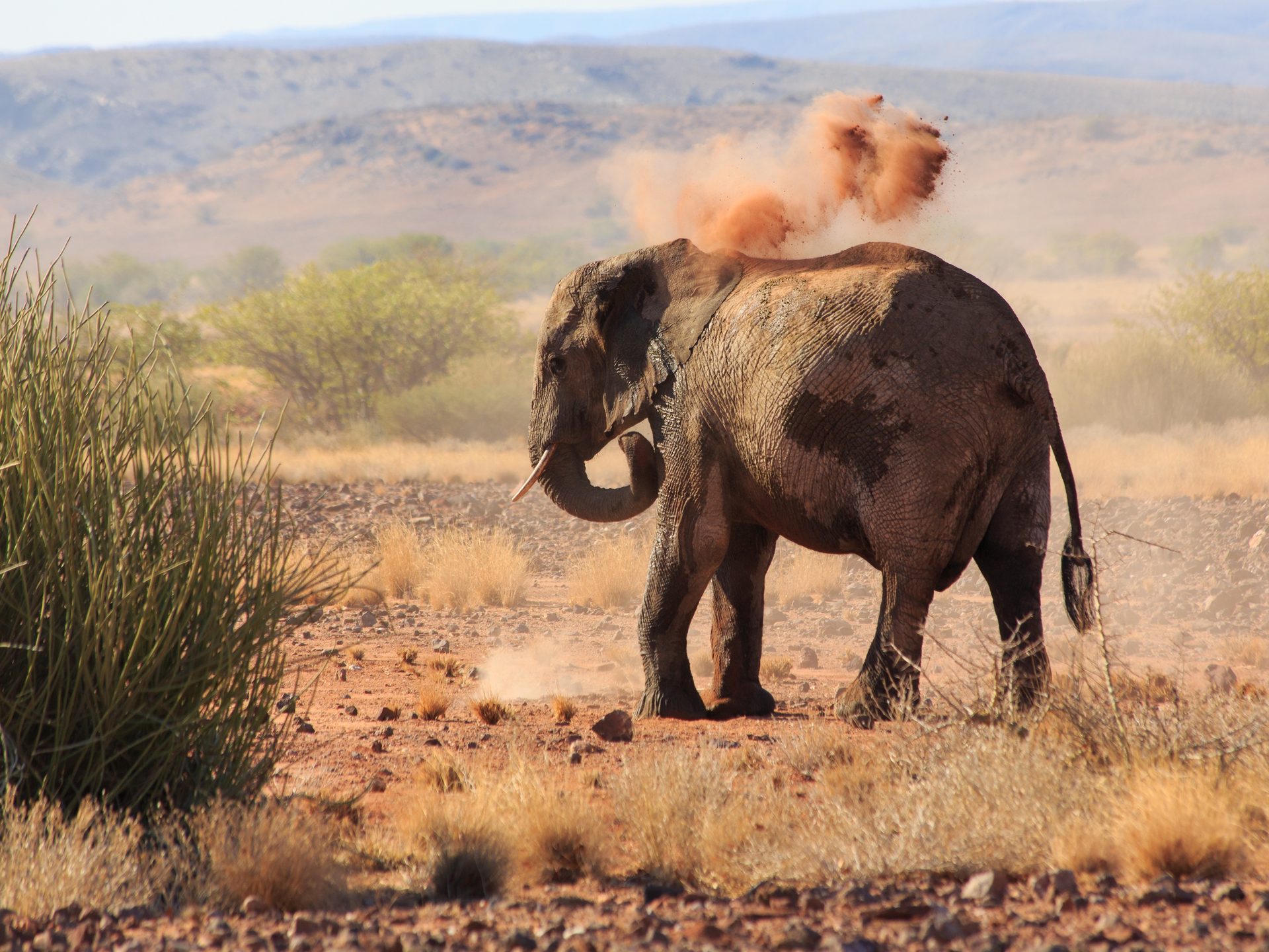 Volunteering Elephant Protection, Namibia