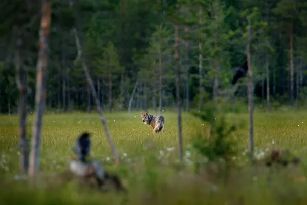 Wolf blickt im Wald zurück