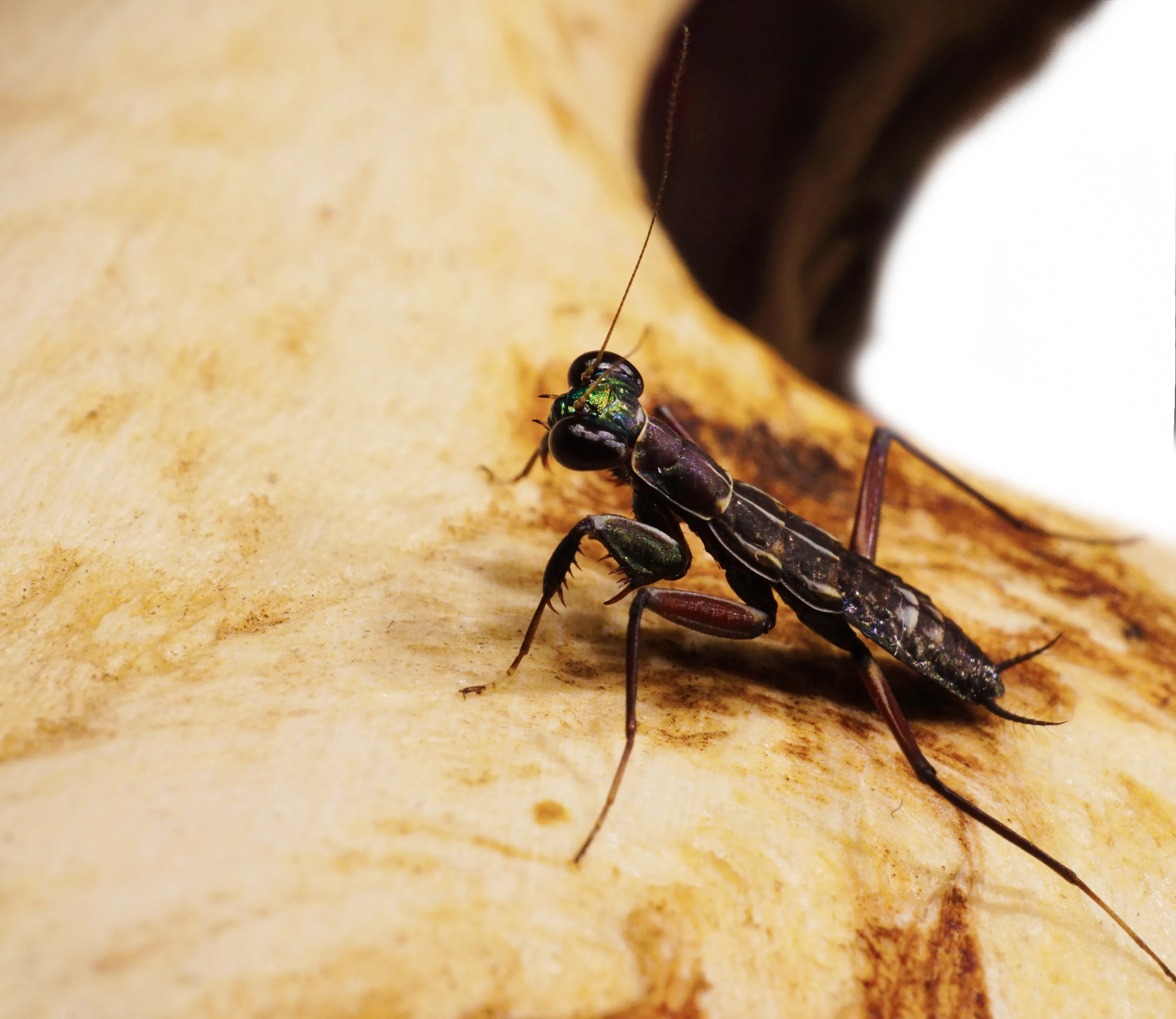 black iridiscent mantis