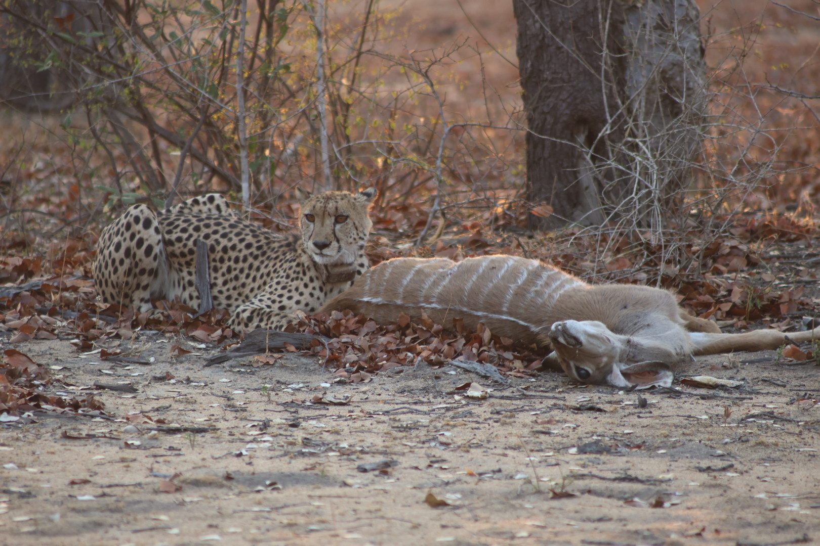 cheetah with an impala kill