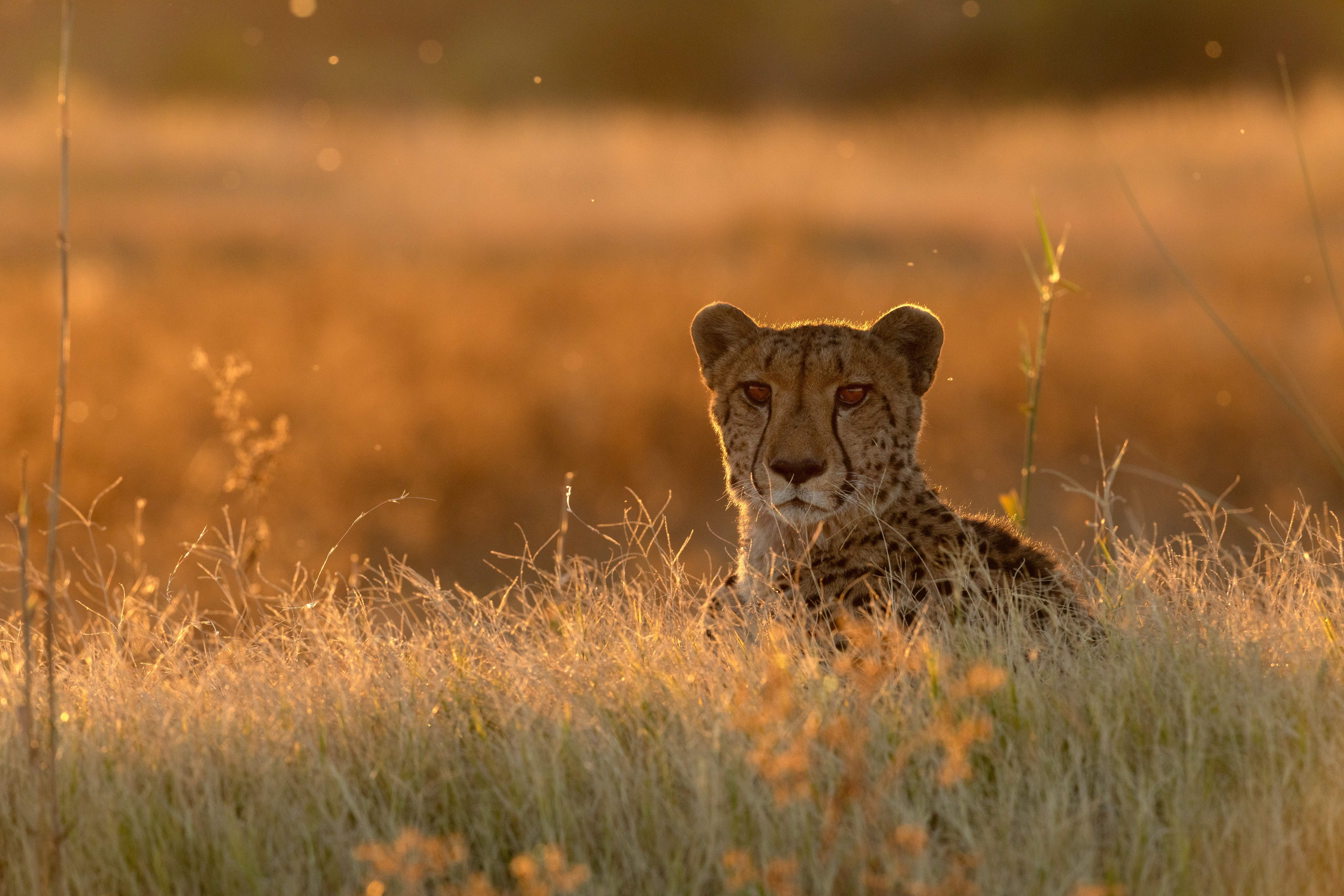Leopard in the grassland