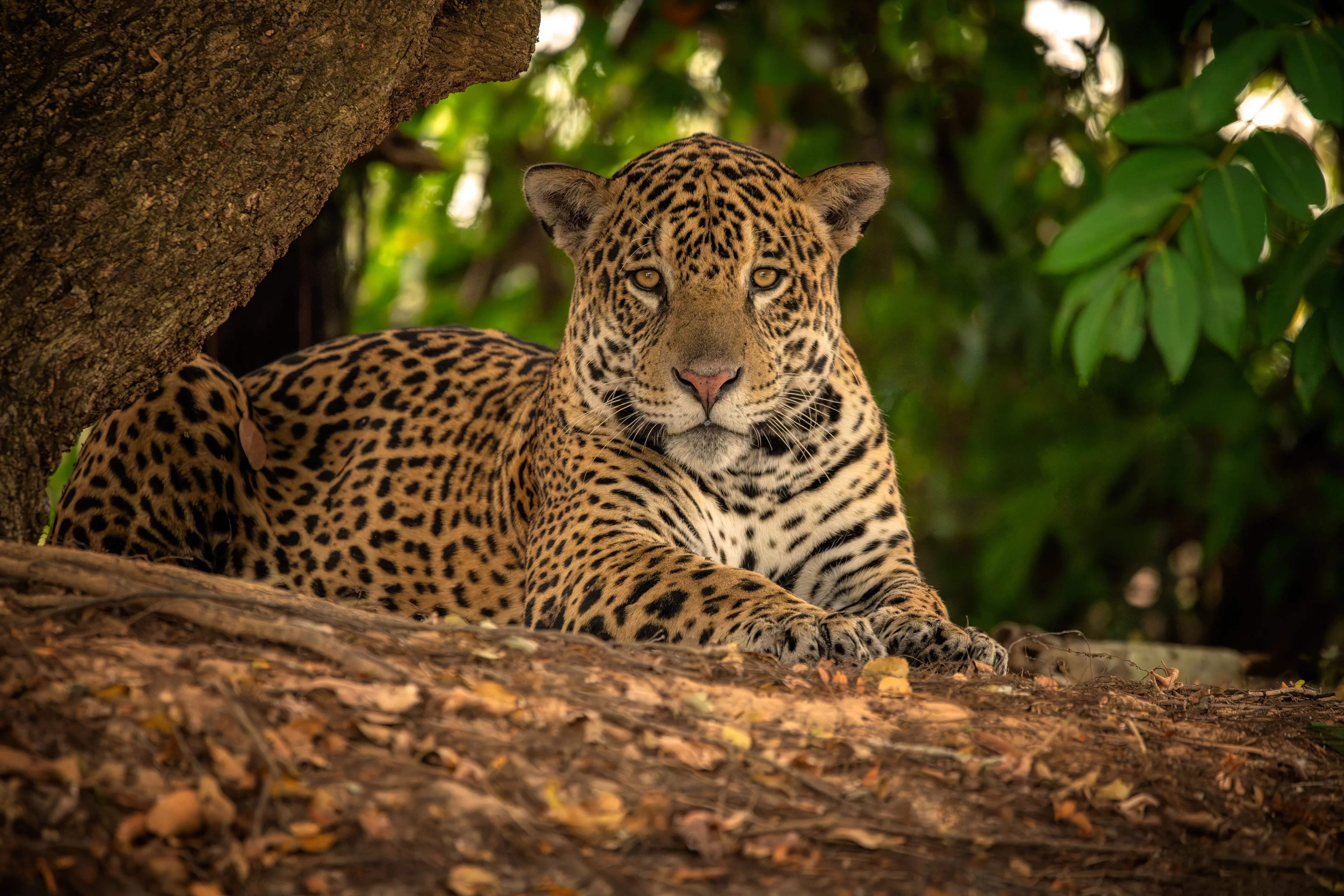 jaguar on trunk in shade