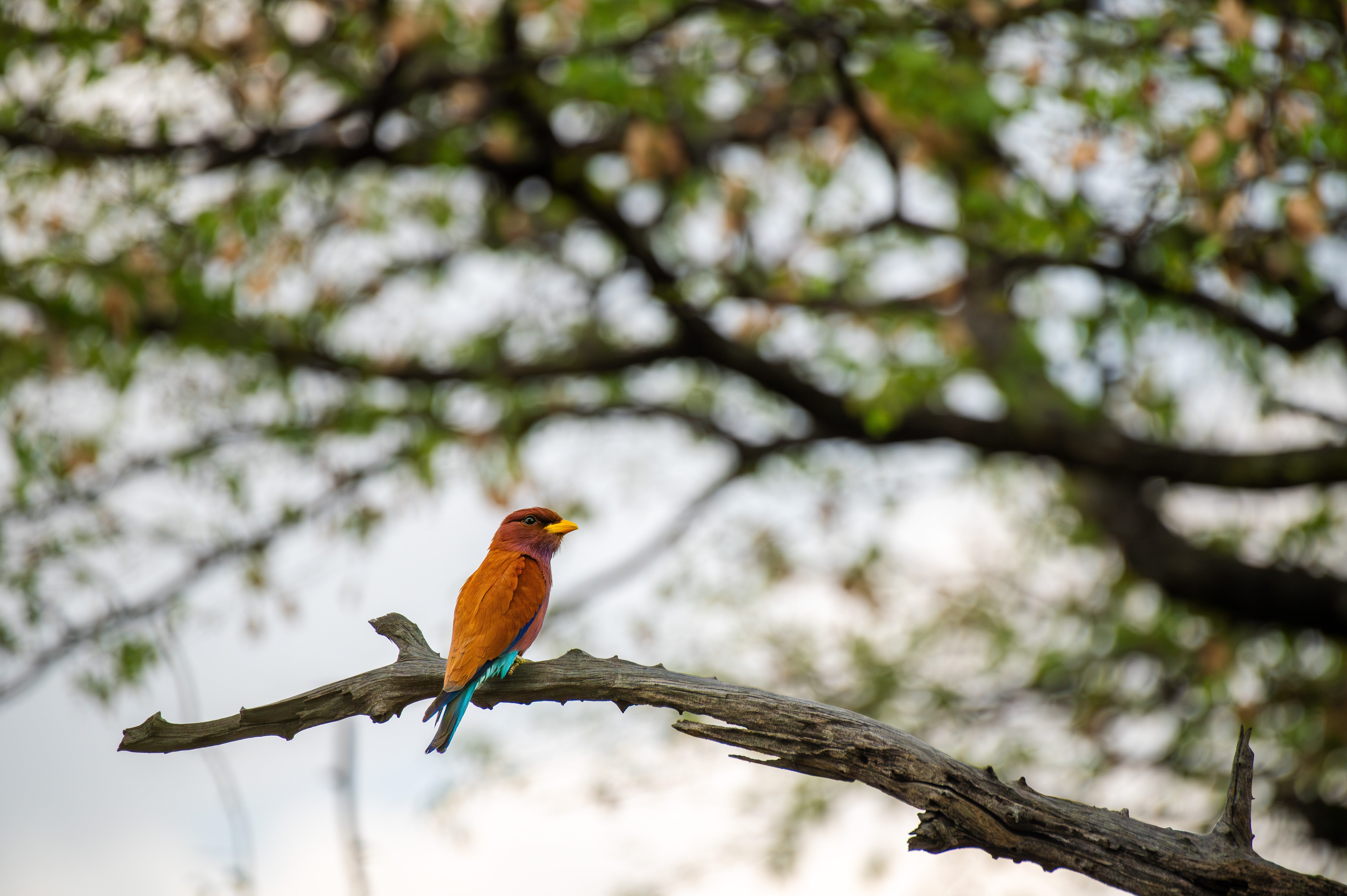 broad billed roller