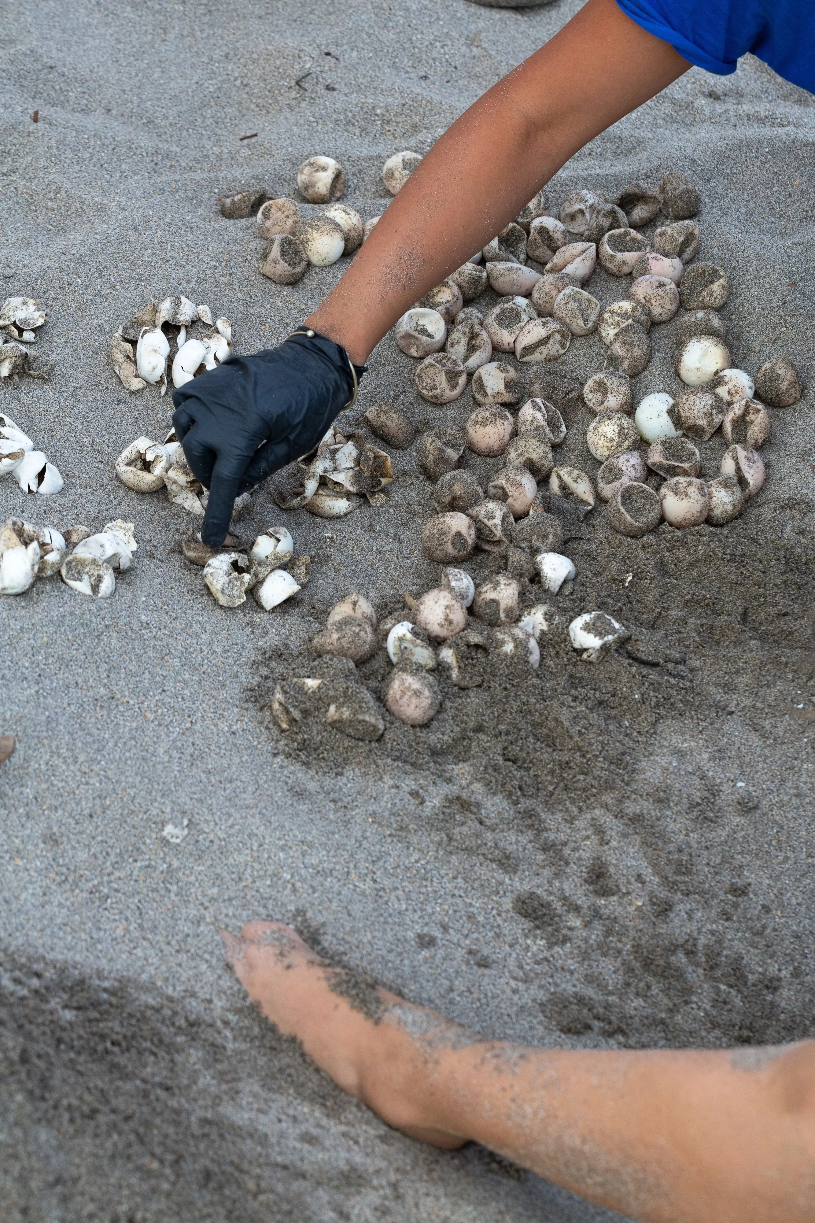 volunteers counting turtle eggs