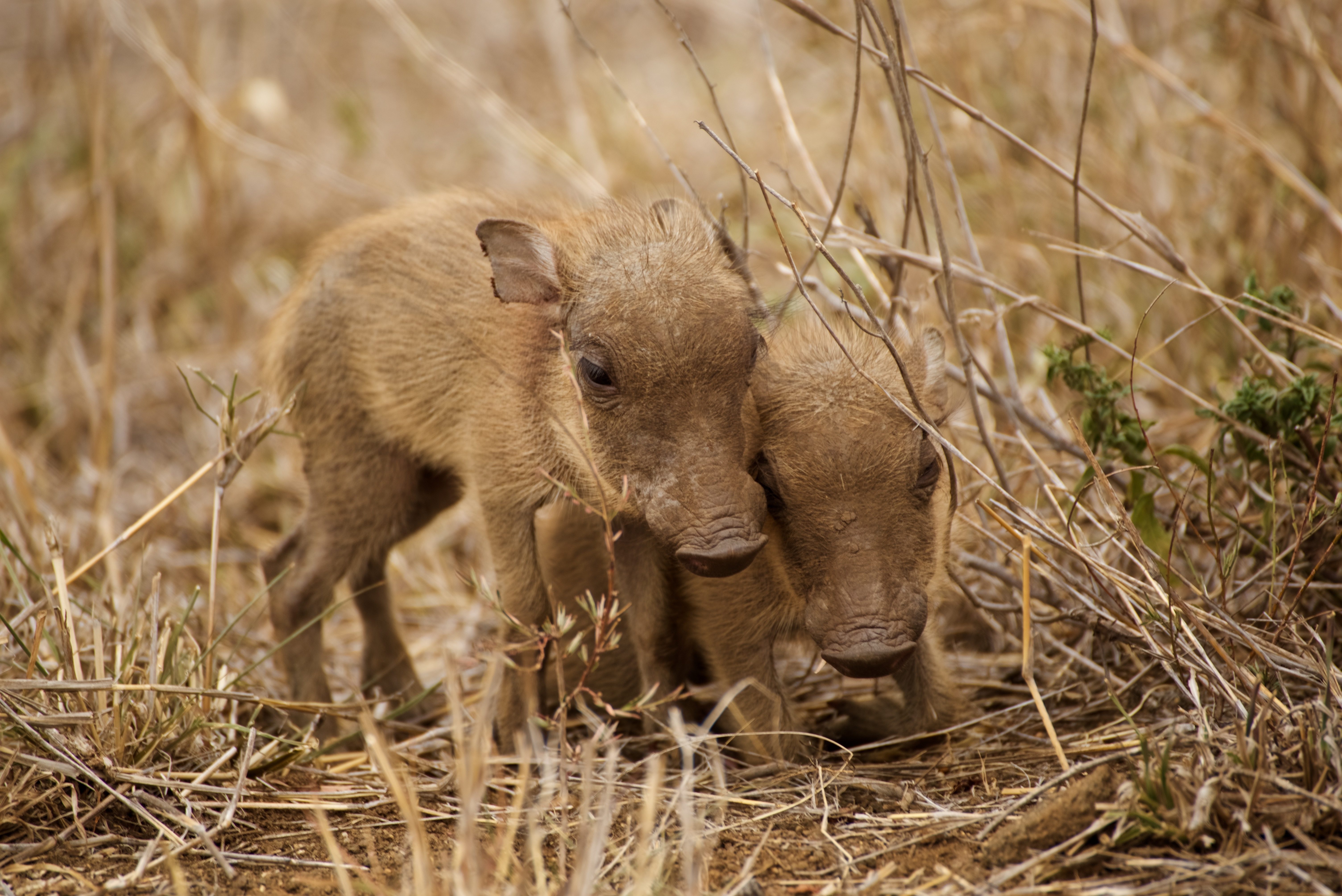 Warzenschweinbabys