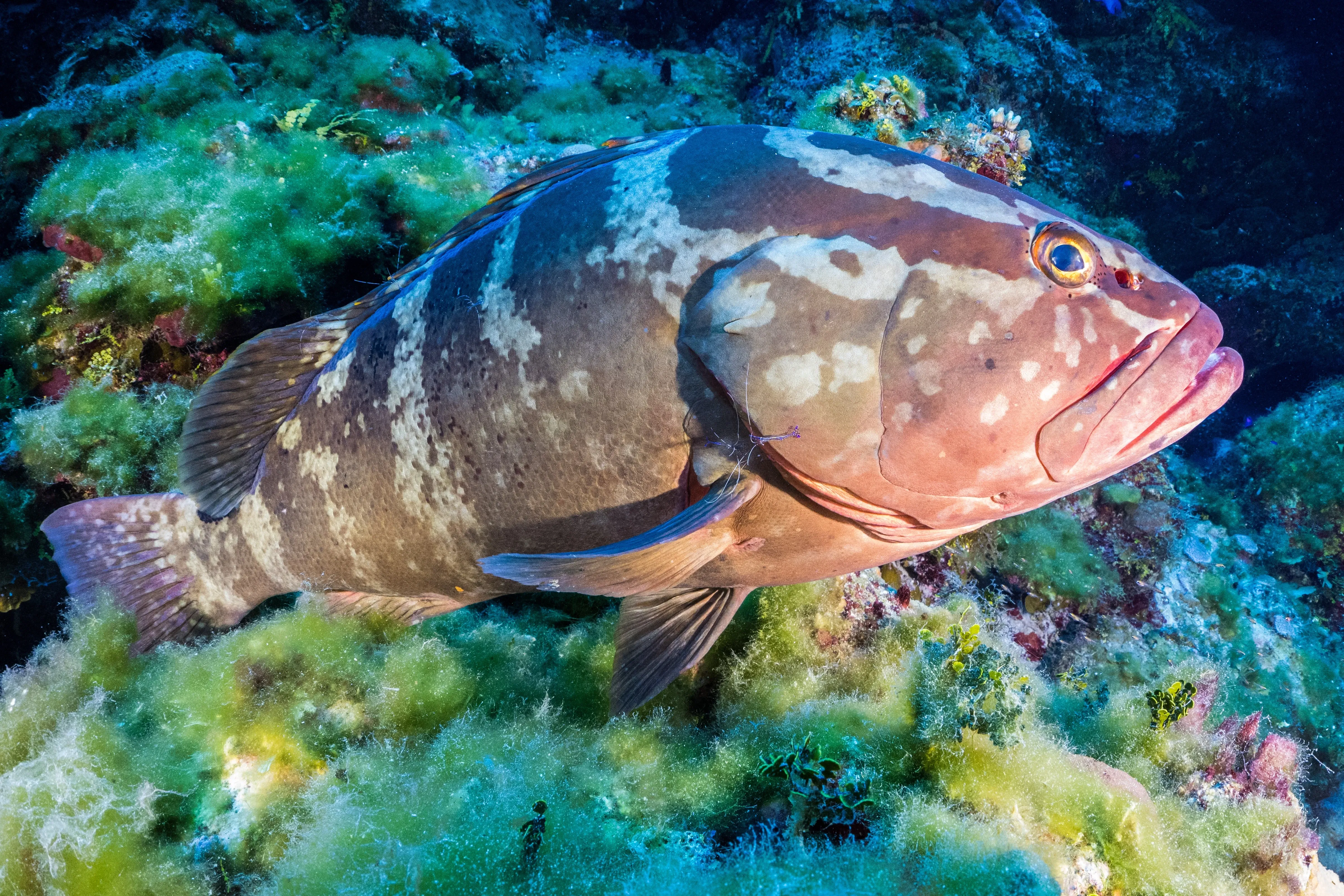 Guatemala nassau grouper