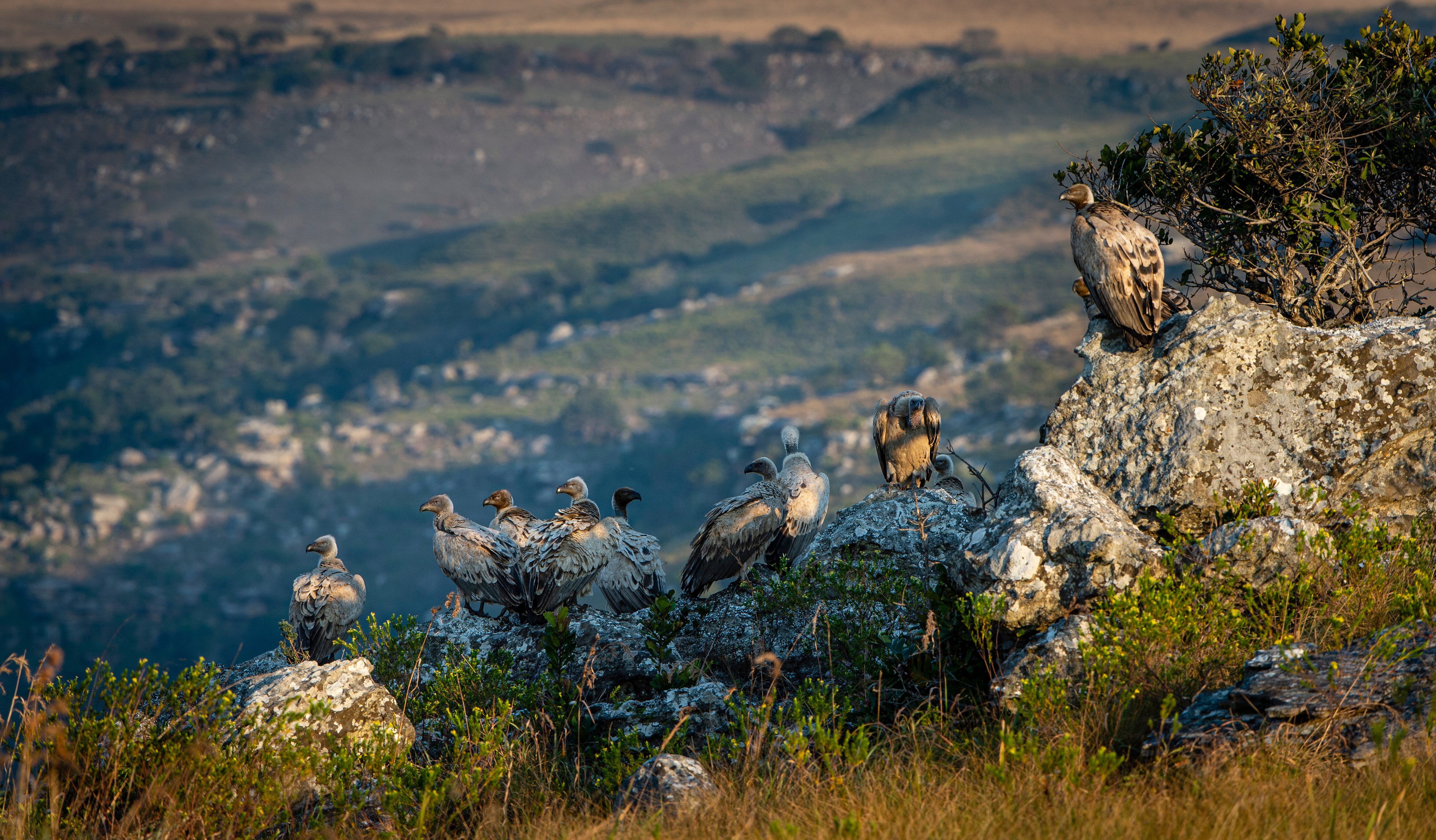 Gwegwe lodge vulture sighting