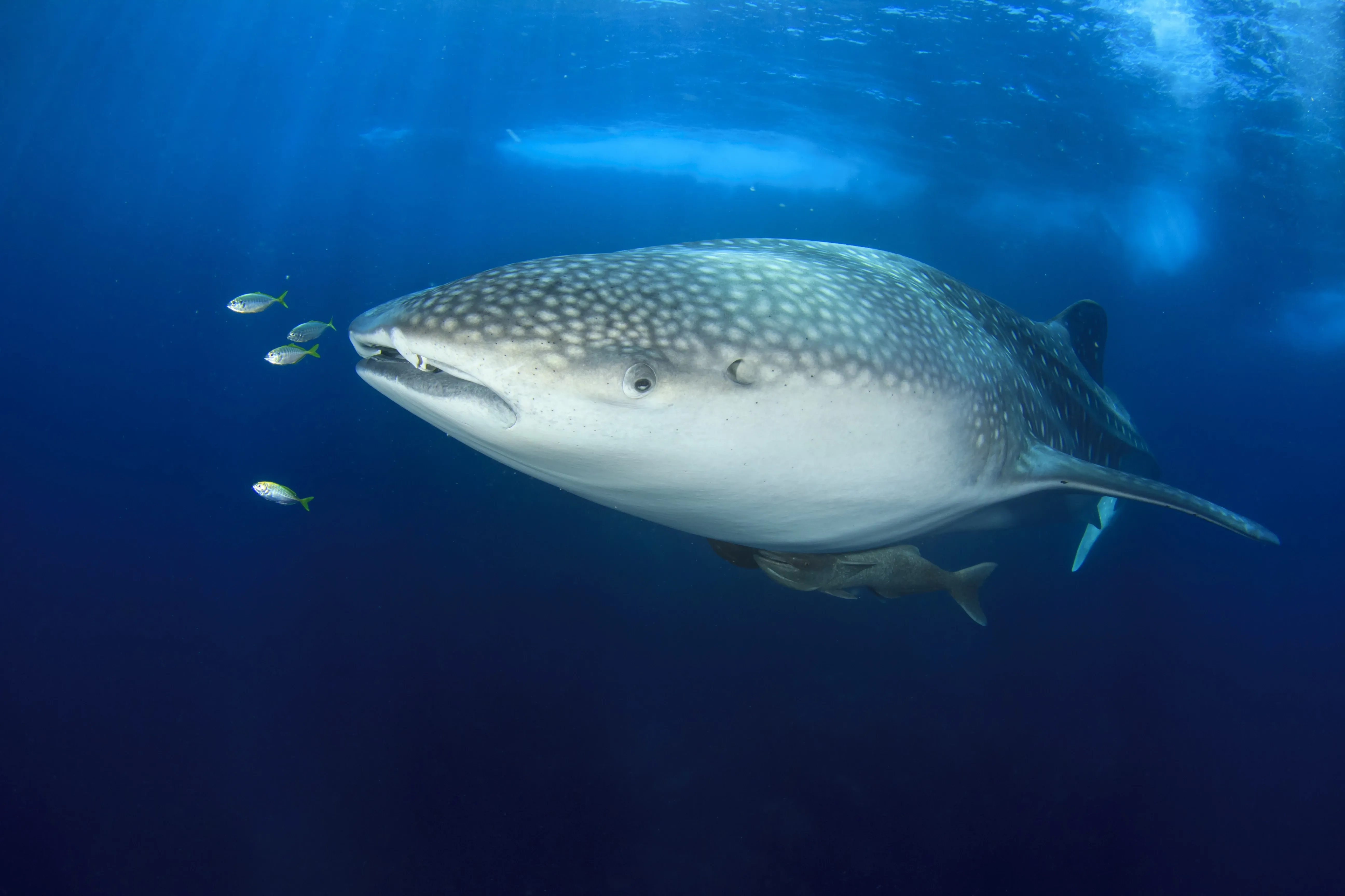 whale shark