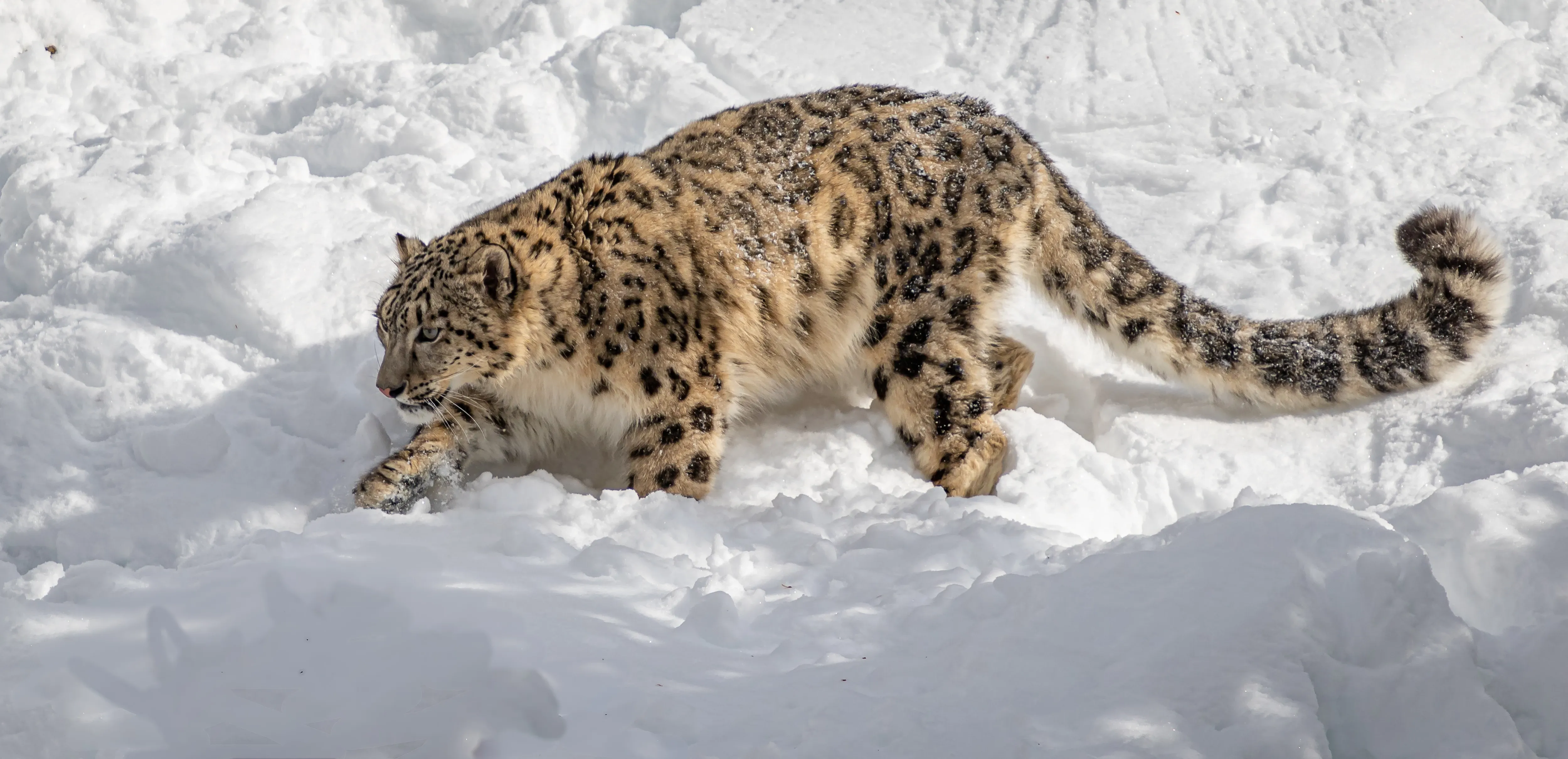 Snow leopard stalks the area