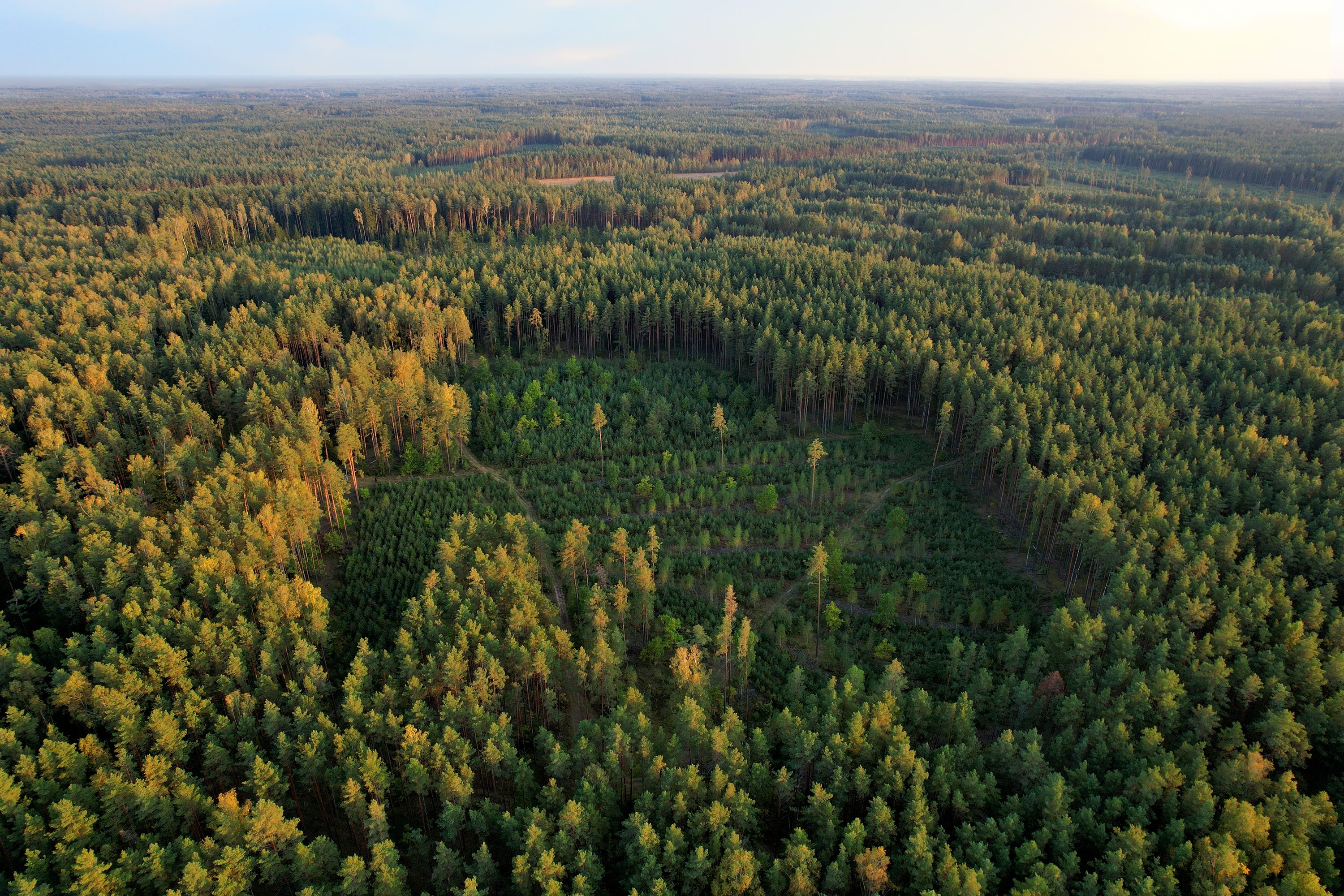 Luftaufnahme eines Waldes