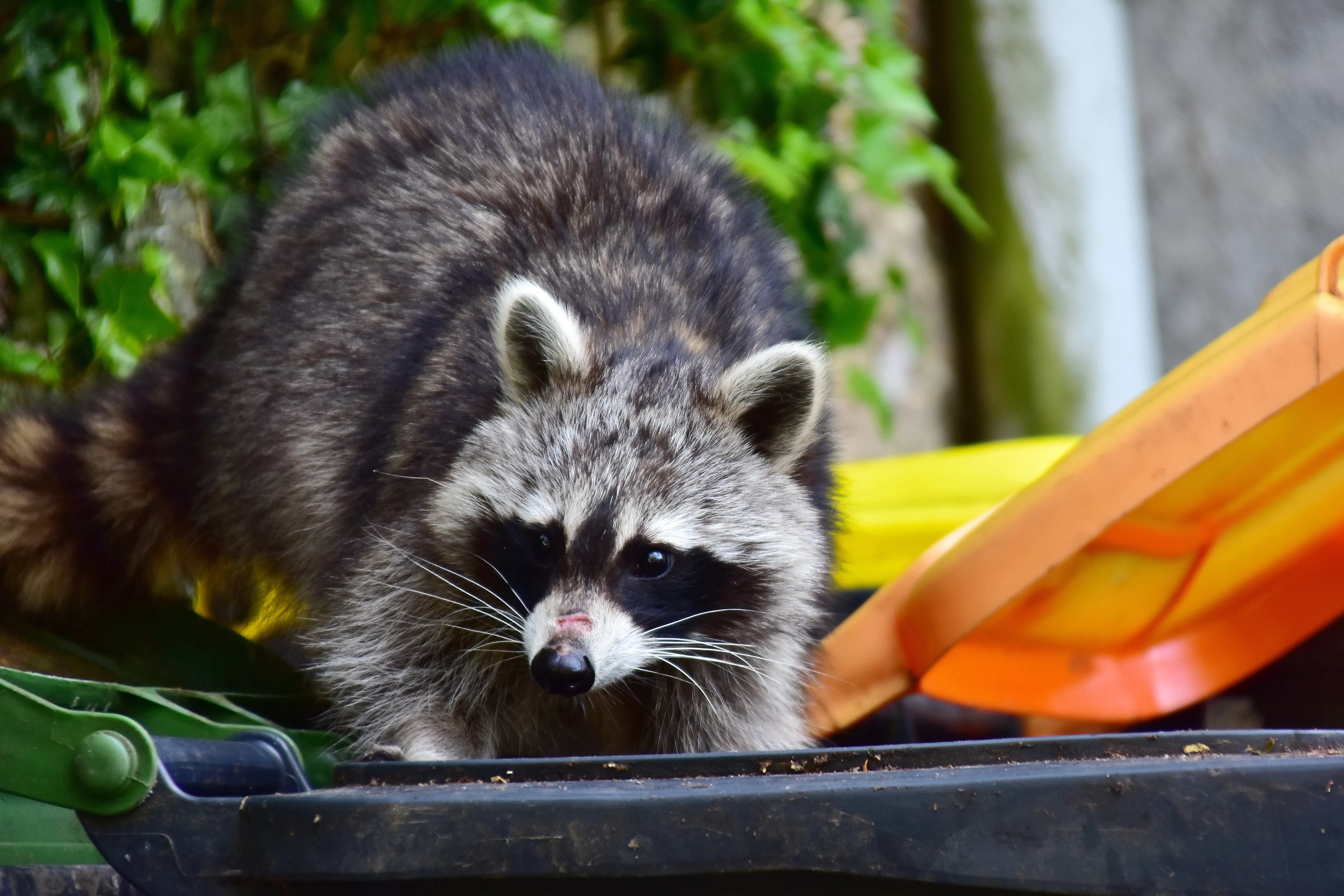 raccoon stealing from dustbin