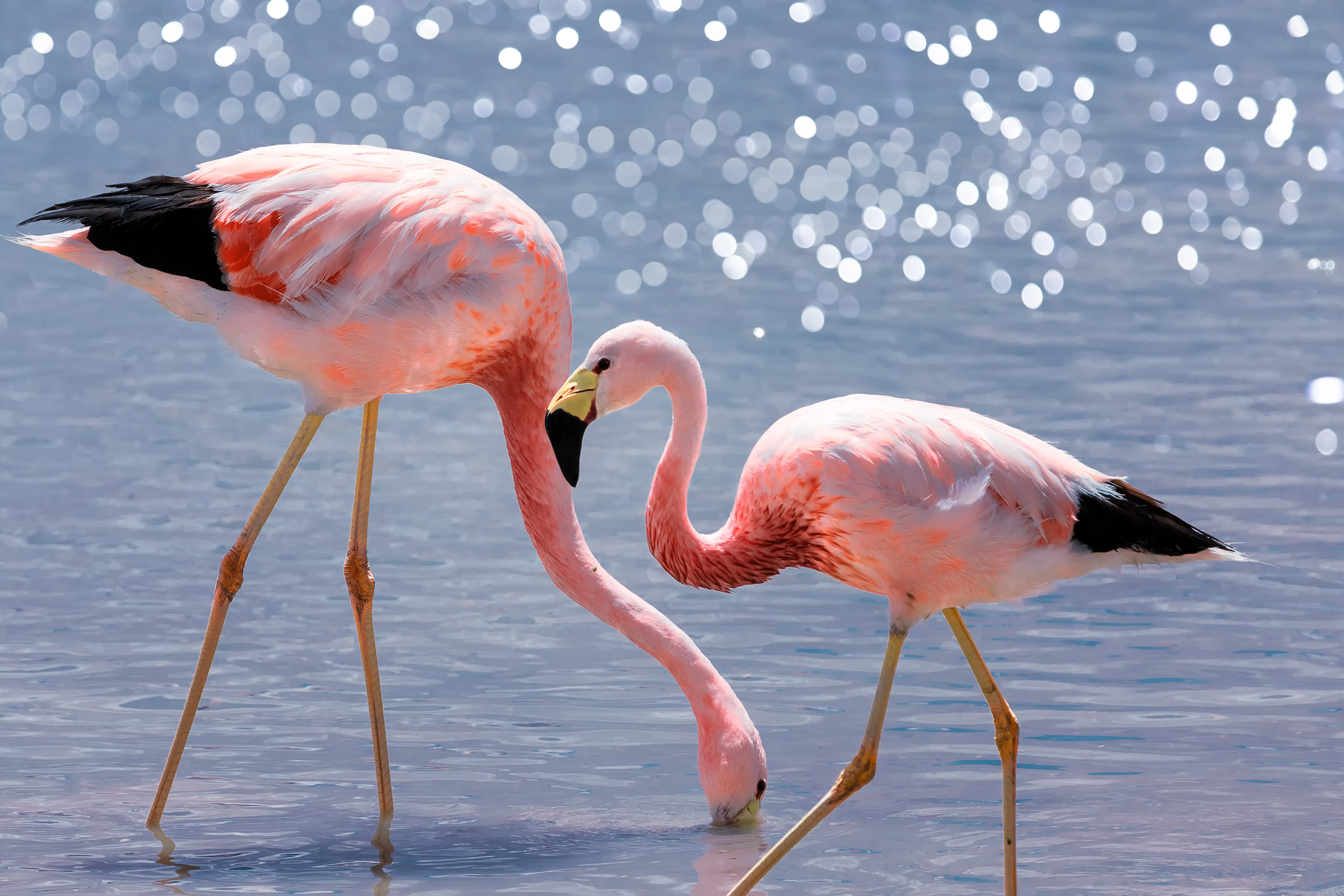 Two pink flamingos in the water
