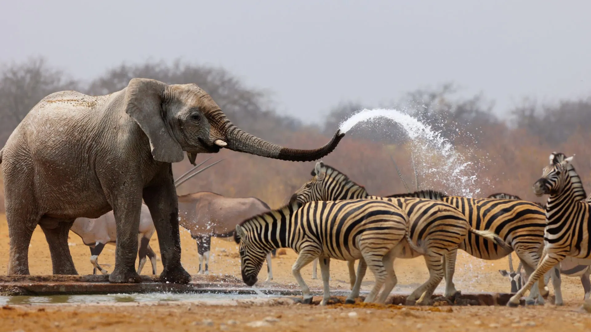 Elephant splashes water on herd of zebras