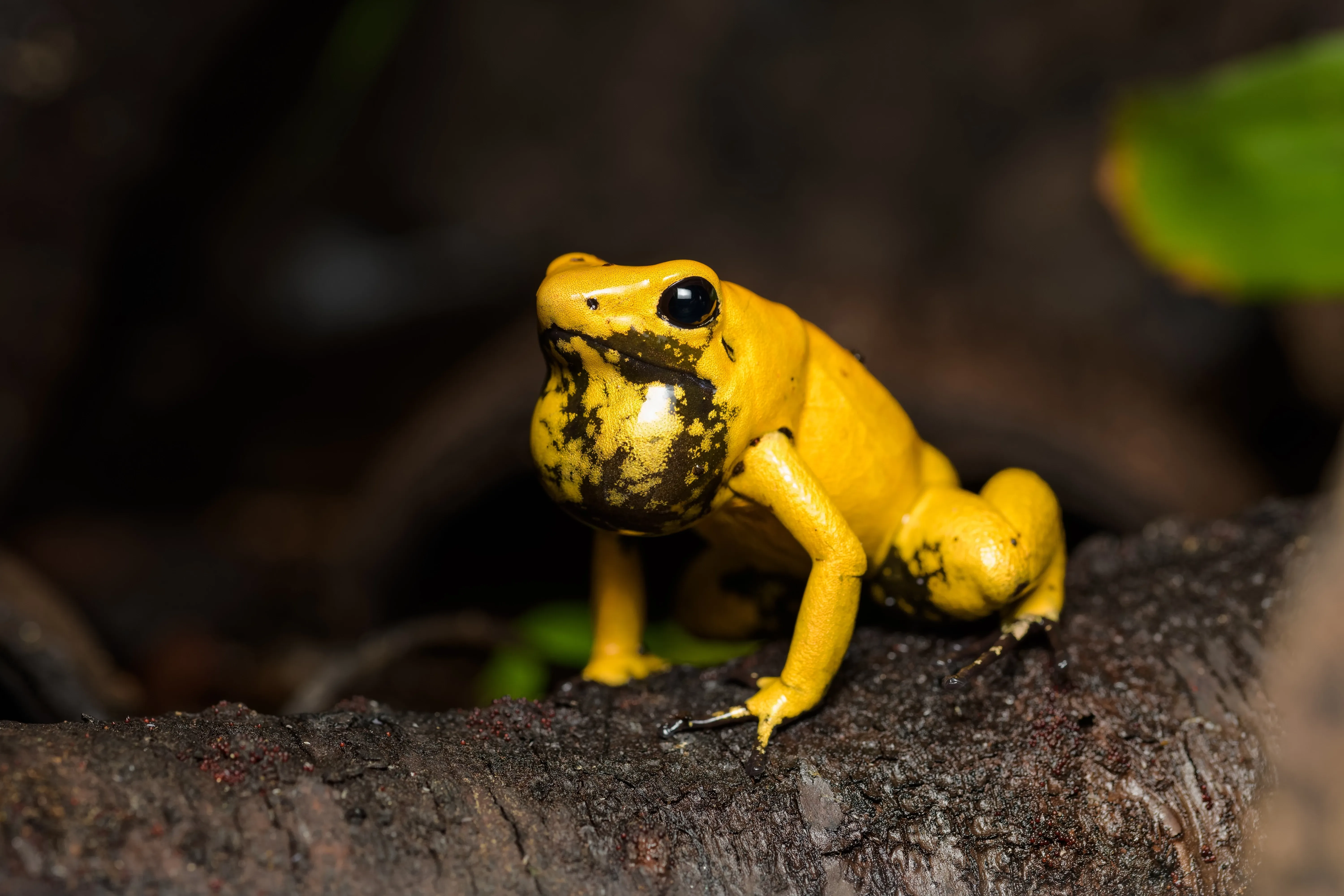 Golden poison frog