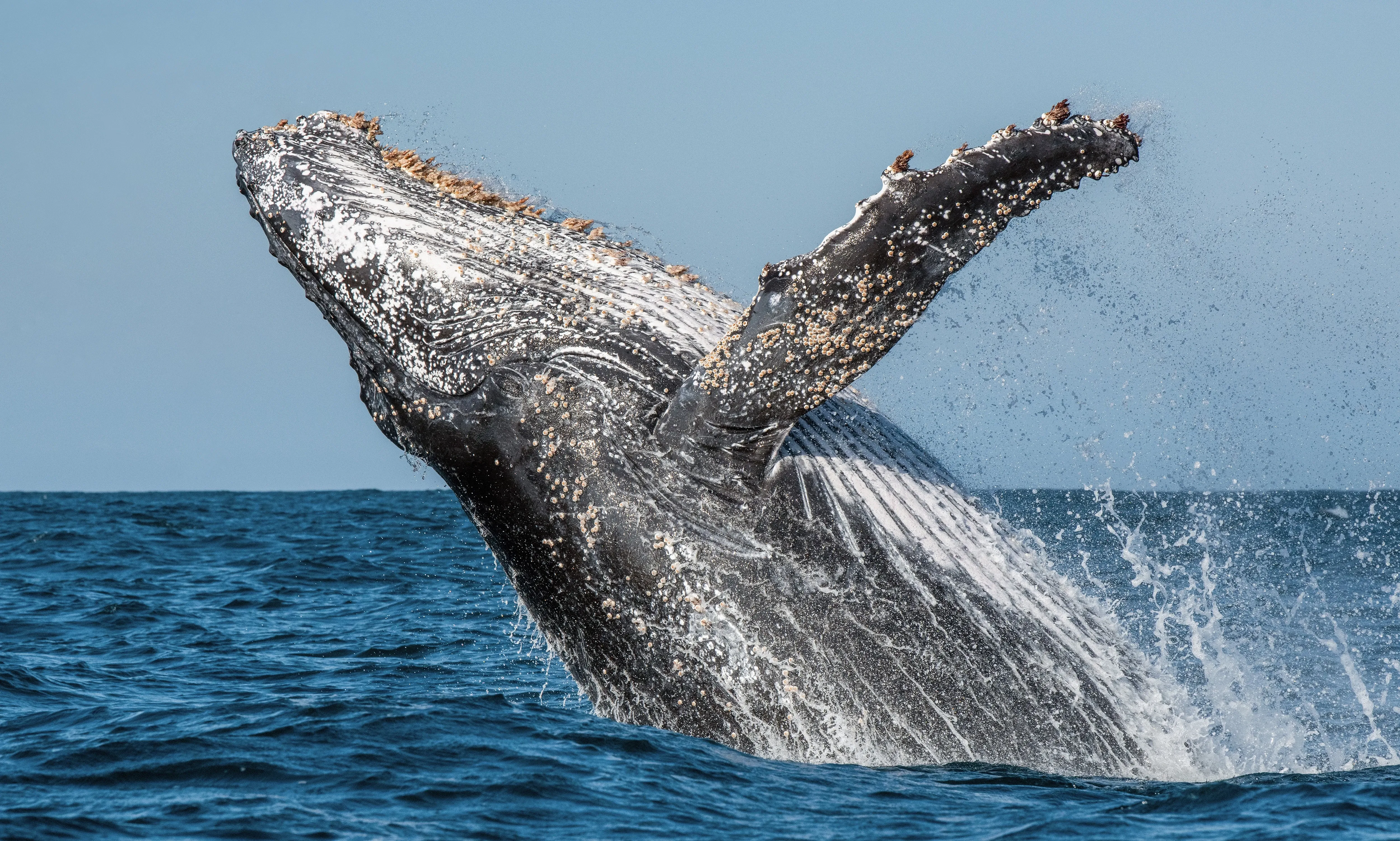 Humpback whale jumps out of the water