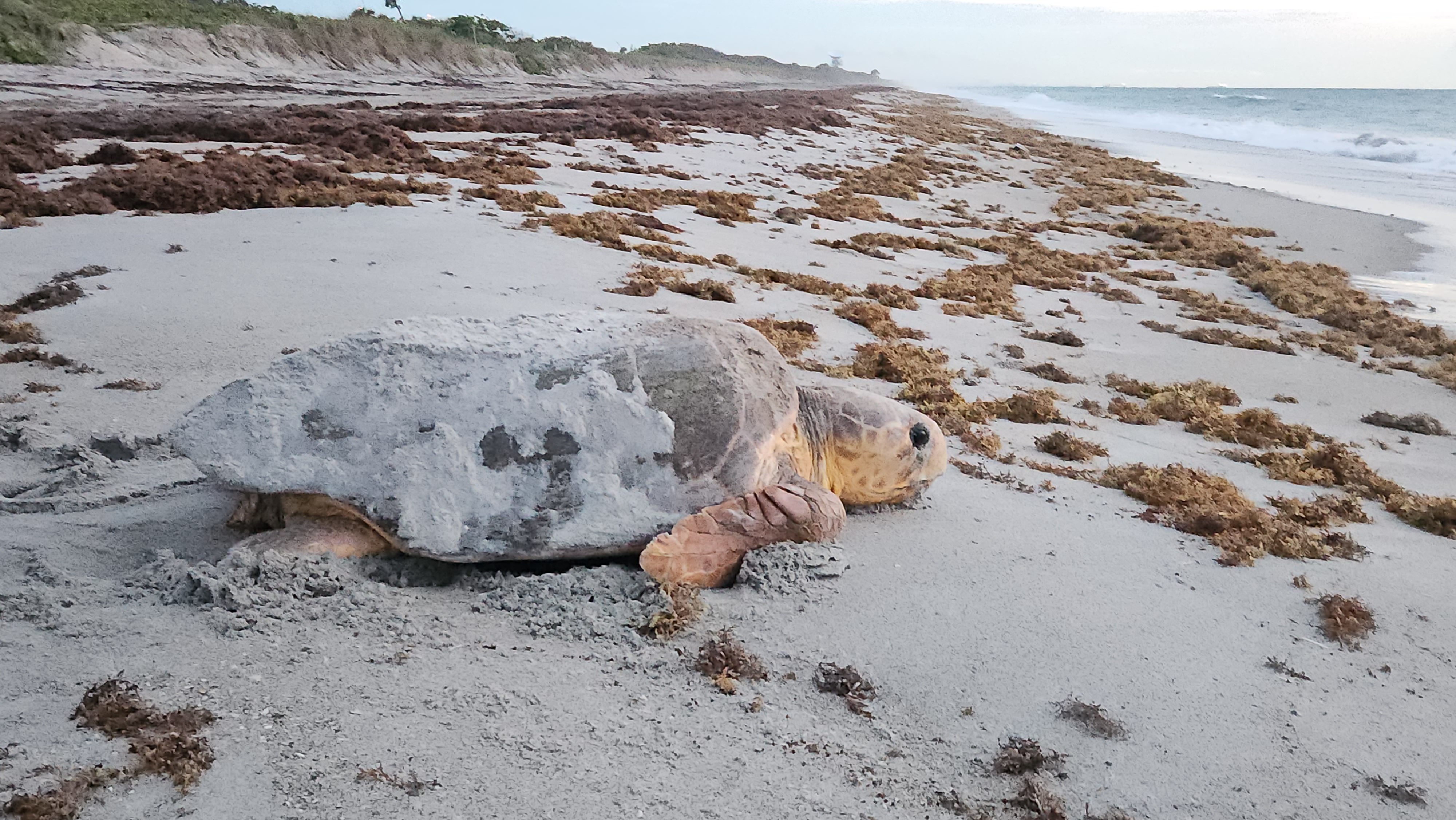 Loggerhead sea turtle during nesting season